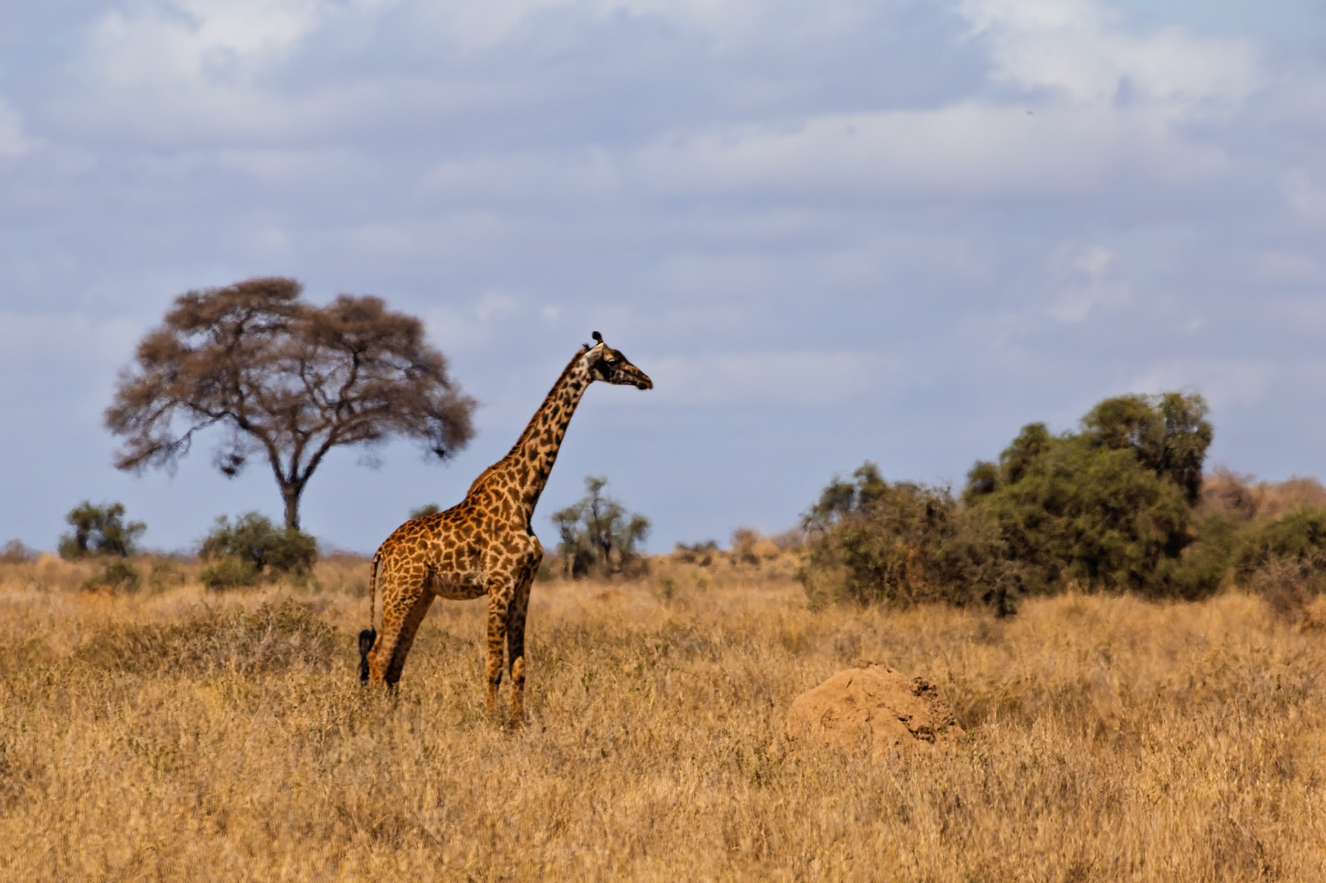 A giraffe is standing in the tall grass of Amboseli National Park, Kenya, looking for food.
