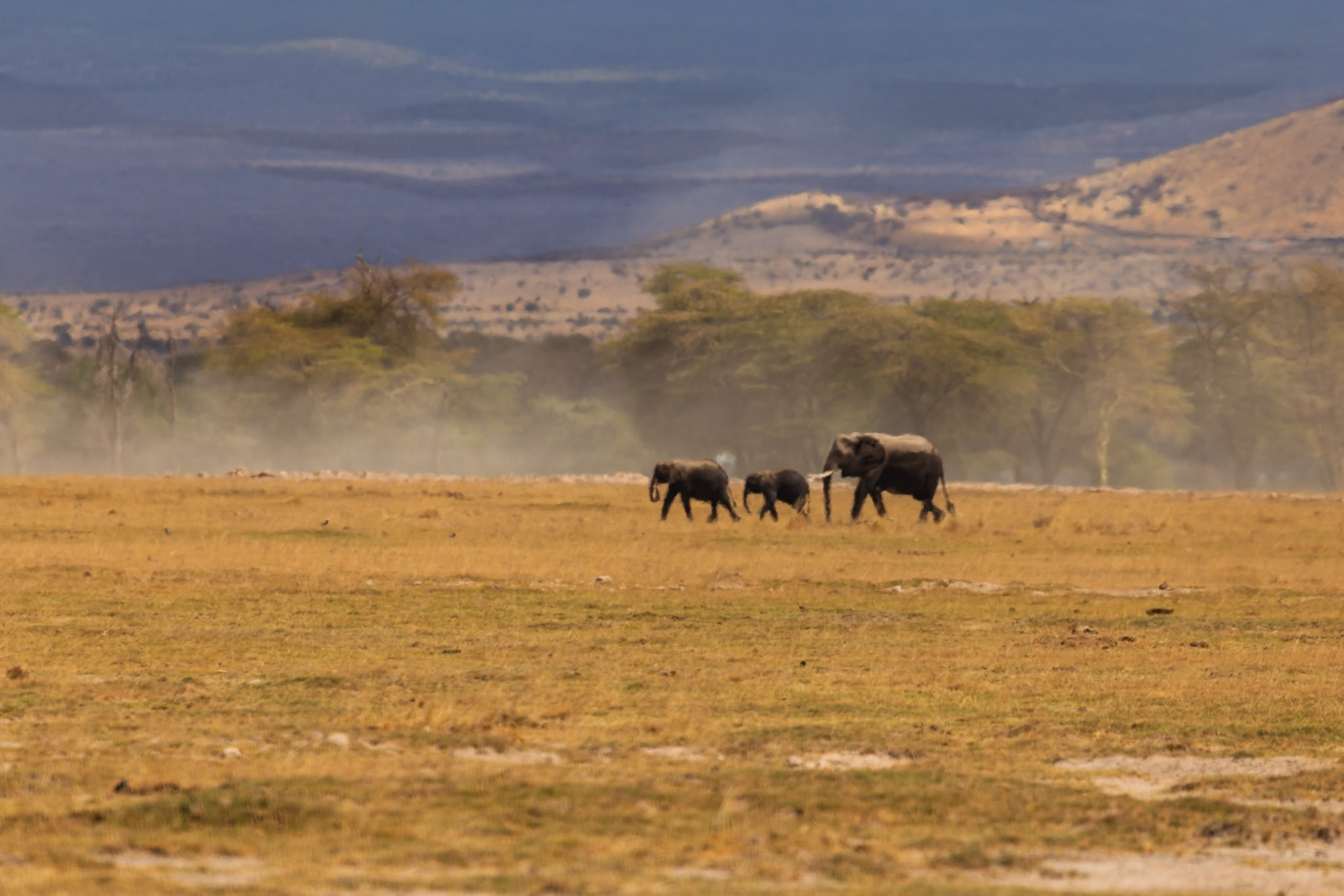 An elephant family is walking across the plains of Amboseli National Park in Kenya, possibly searching for food or water.