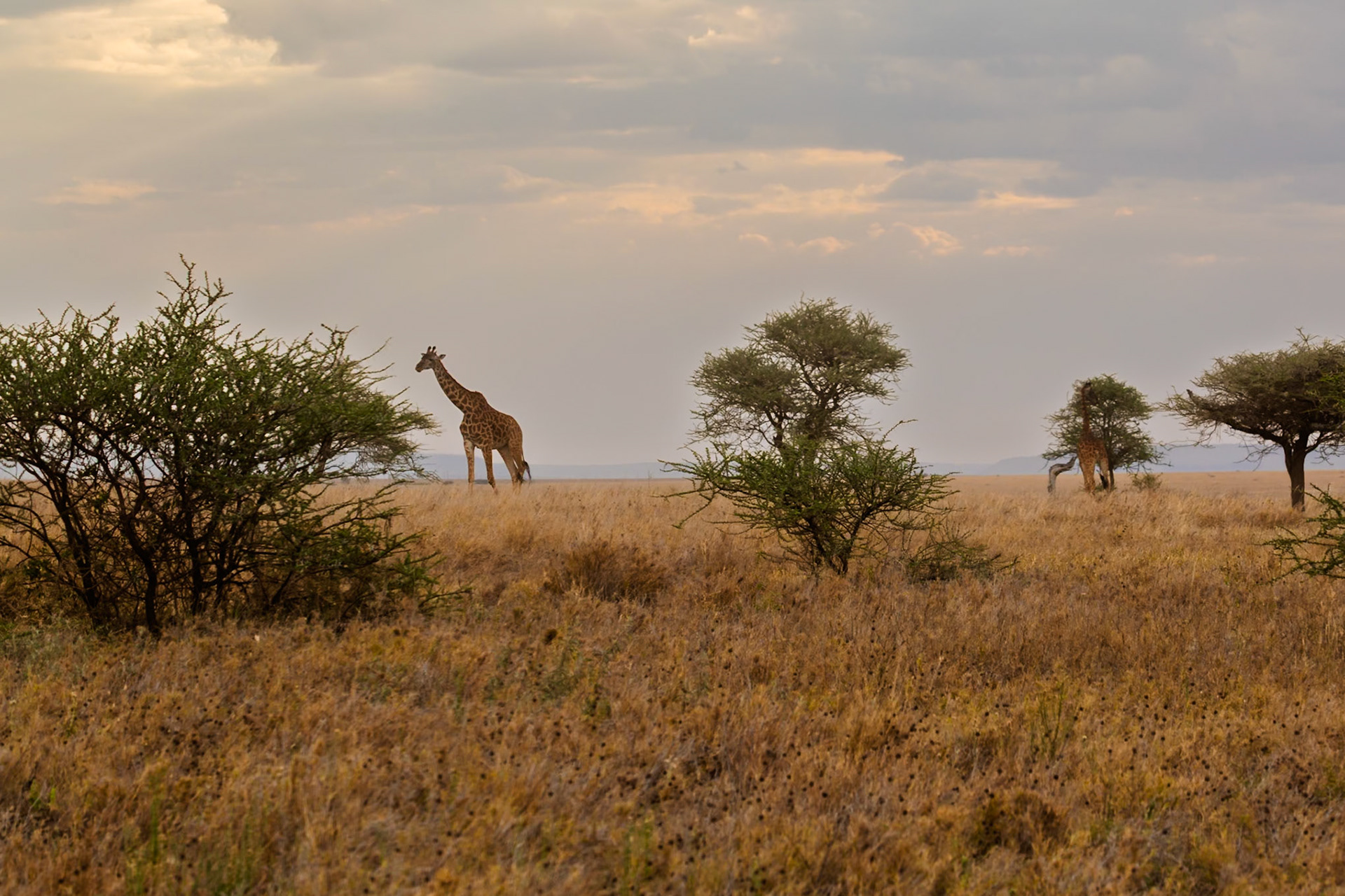 Giraffes graze among the trees in Tanzania's Serengeti National Park, seeking food and water in their natural habitat.