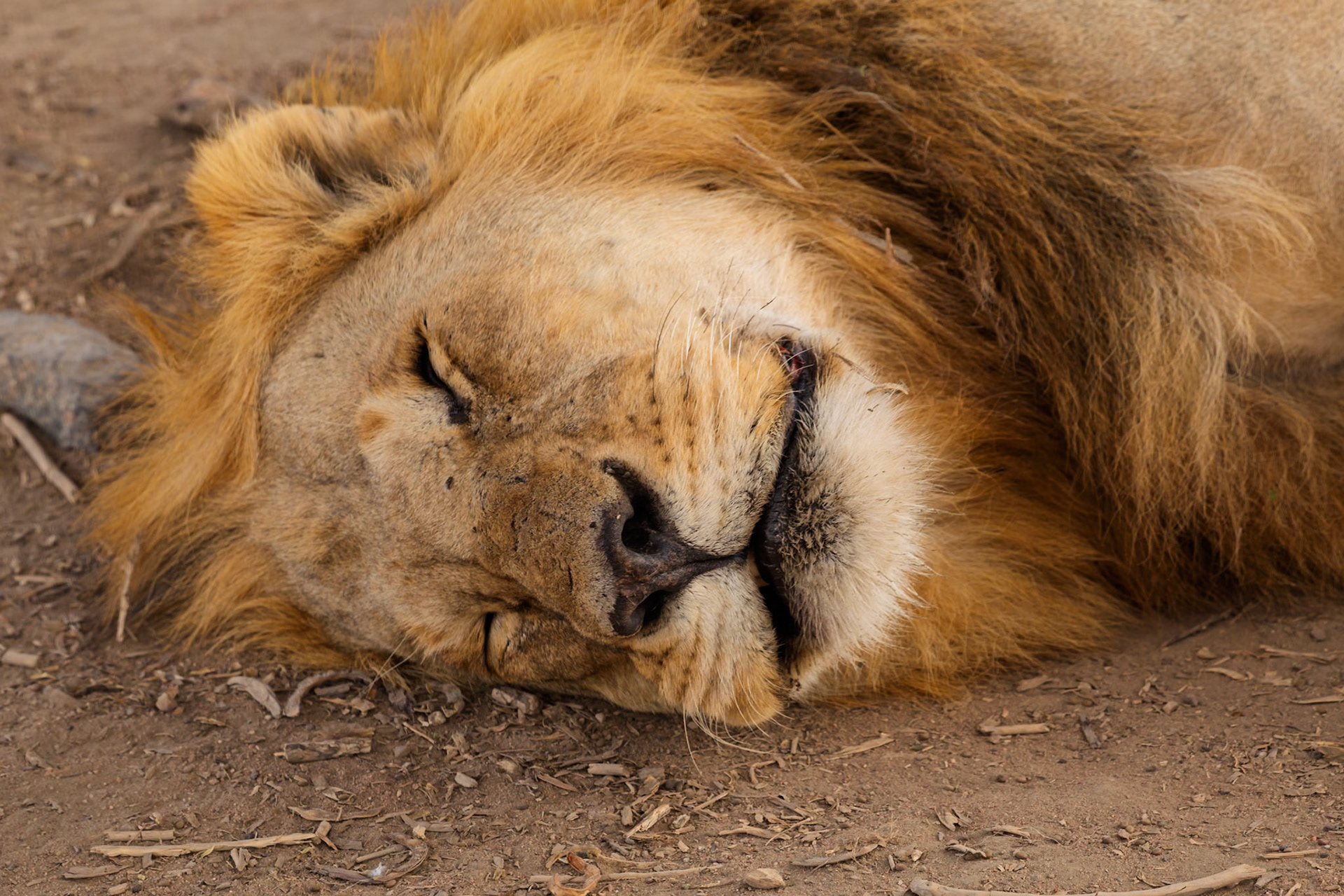 A male lion sleeps in Serengeti National Park, Tanzania. Lions sleep up to 20 hours a day to conserve energy.