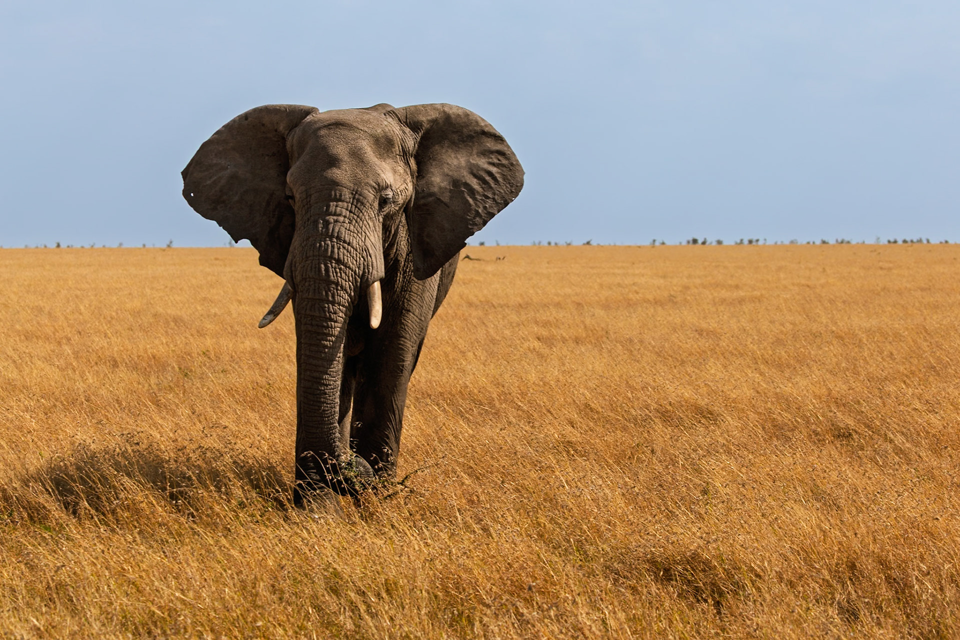 An elephant grazes in the Serengeti National Park, Tanzania, seeking sustenance in the golden grasslands.