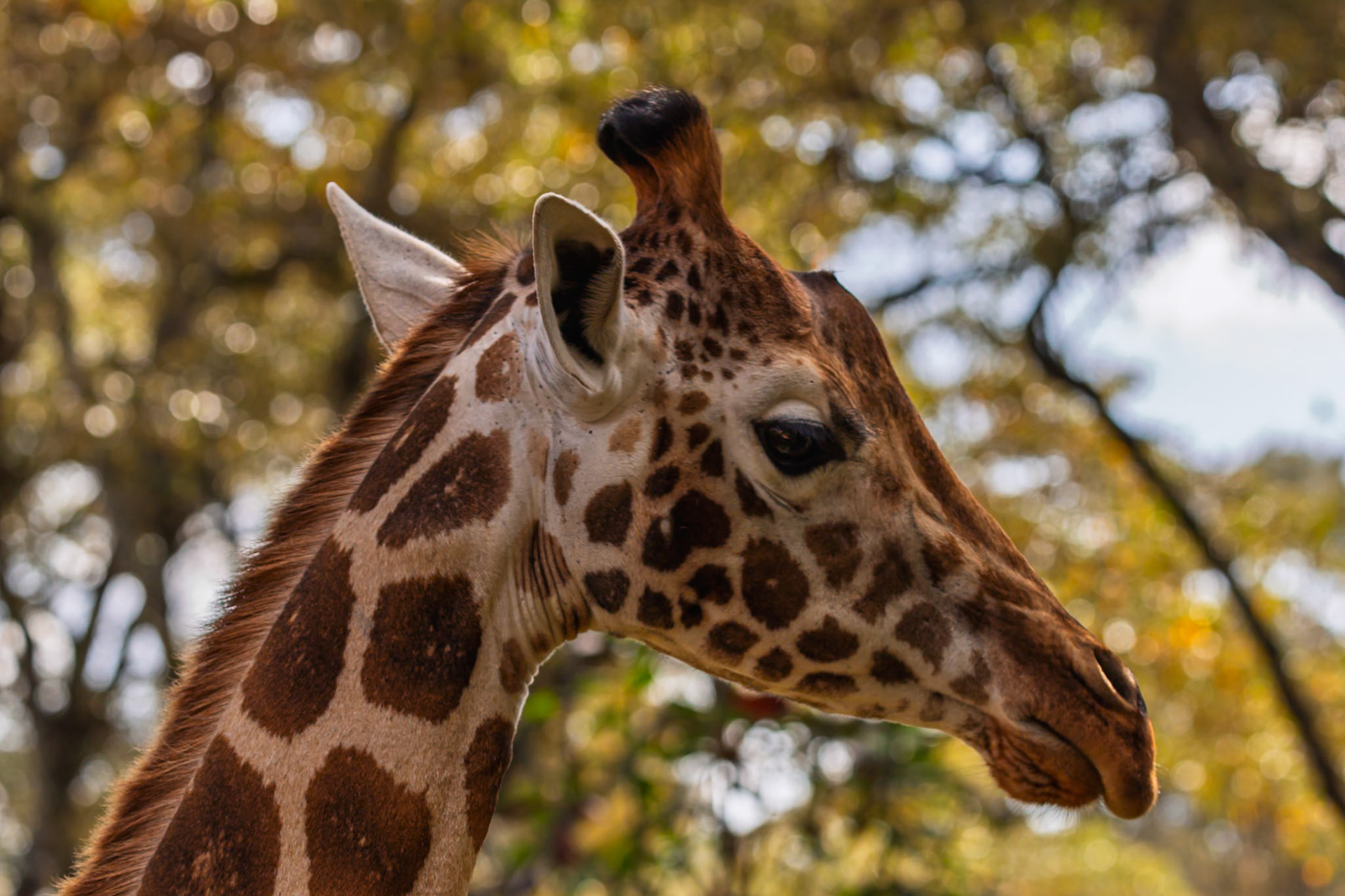A giraffe is looking to the right at the Giraffe Center in Kenya, likely searching for food or watching its surroundings.
