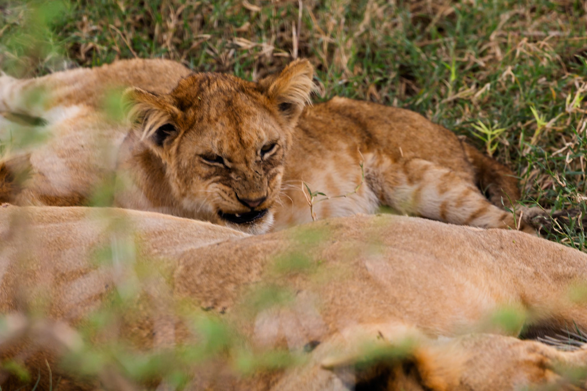 A lion cub rests on its mother in Tanzania's Serengeti National Park, seeking comfort and protection within the pride.