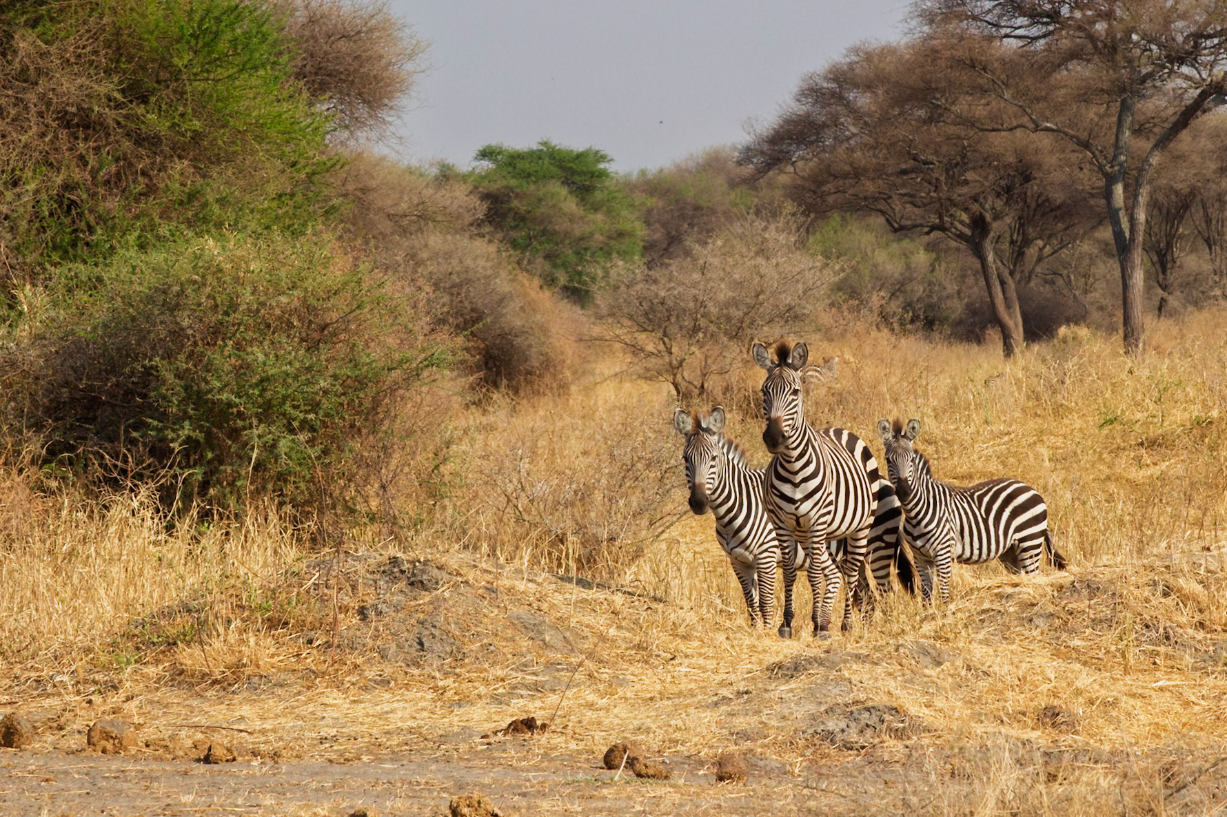 Three zebras stand in the dry savanna of Tarangire National Park, Tanzania, observing their surroundings.