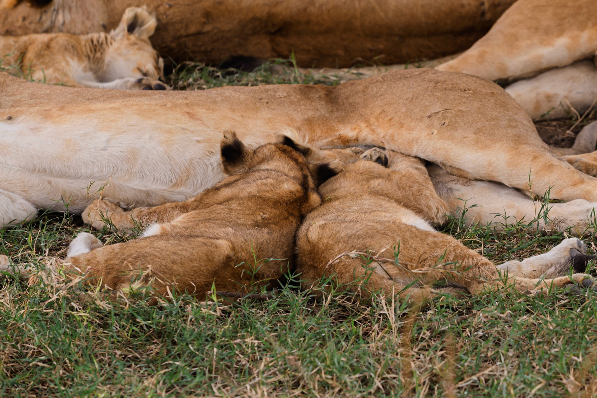 Lion cubs nursing from their mother in Serengeti National Park, Tanzania. The cubs are feeding to grow and stay healthy.