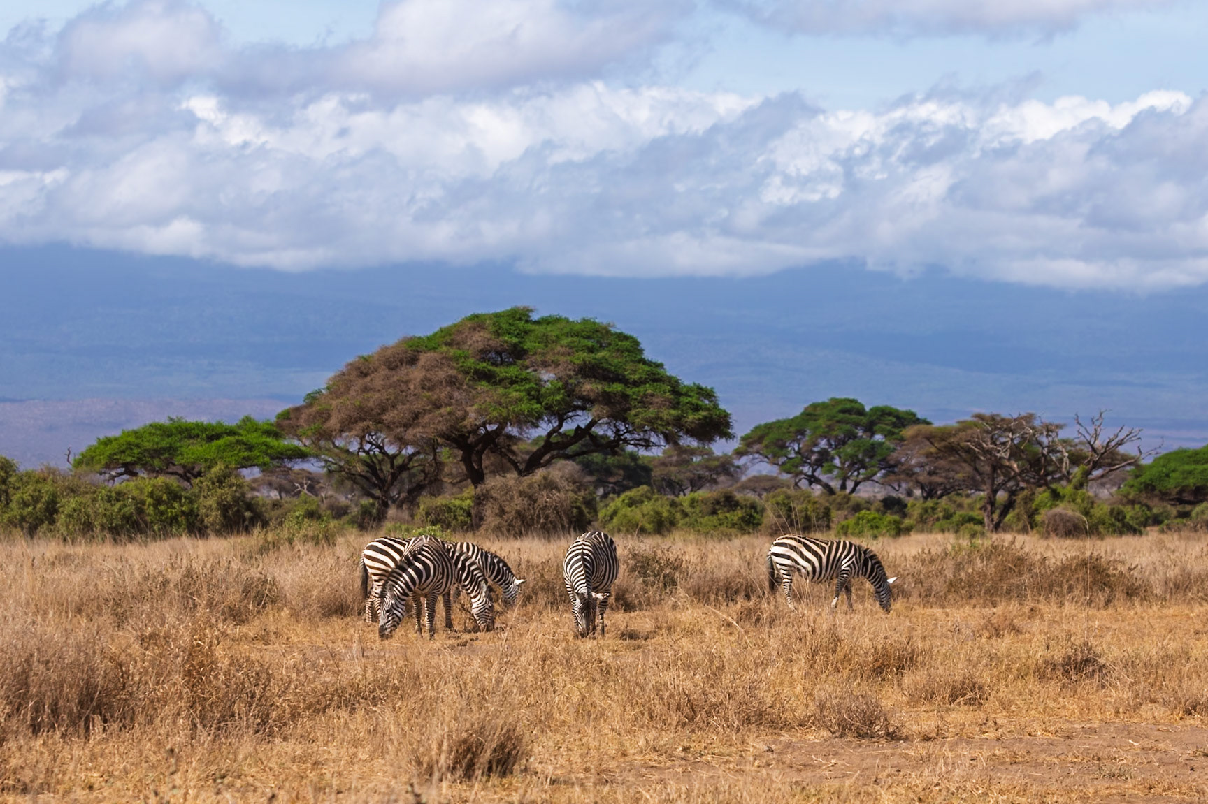 Zebras graze in Amboseli National Park, Kenya. They are eating the dry grass in the park.