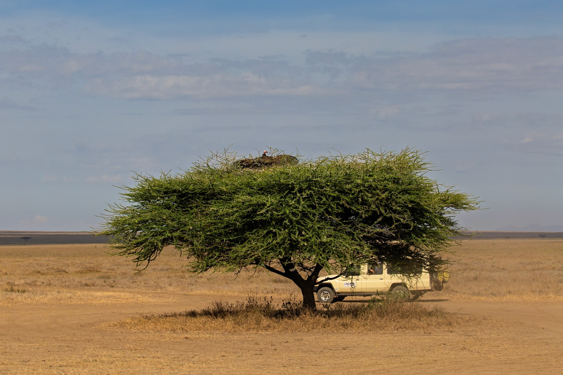 A safari vehicle passes a tree with a vulture in its nest in Serengeti National Park, Tanzania.