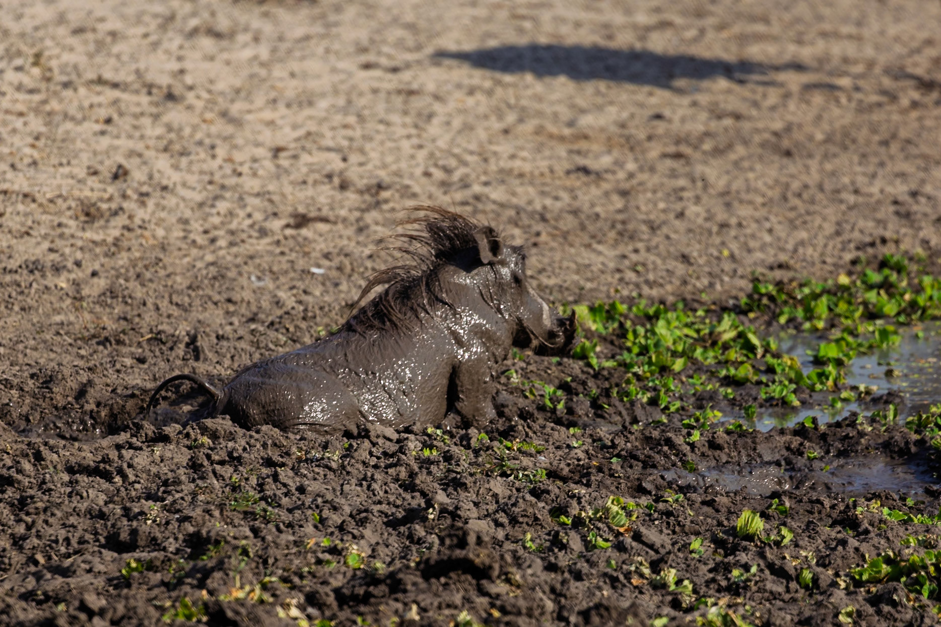 A warthog enjoys a mud bath in Tarangire National Park, Tanzania, likely to cool off and remove parasites.