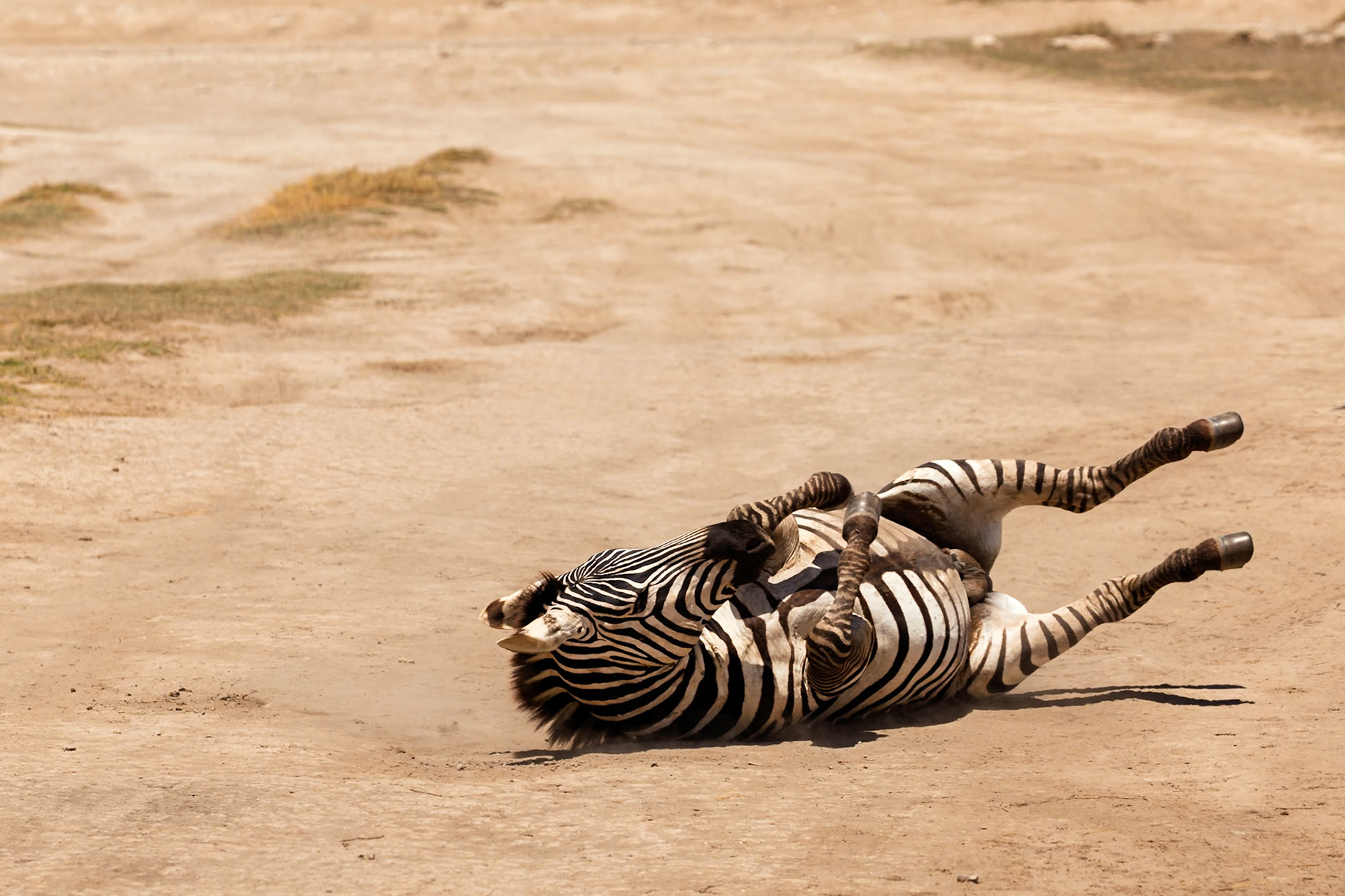 A zebra rolls in the dirt in Amboseli National Park, Kenya, possibly to relieve itching or remove parasites.