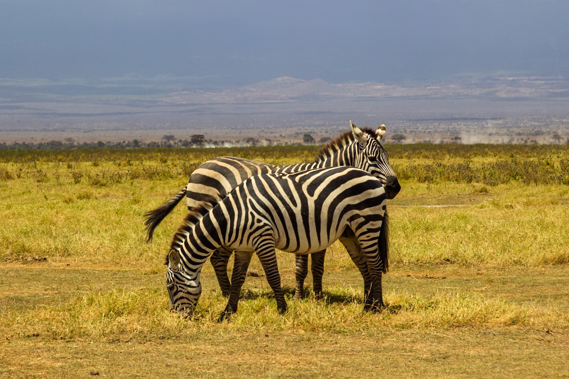 Two zebras graze in Amboseli National Park, Kenya. One eats while the other stands guard, alert to potential dangers.