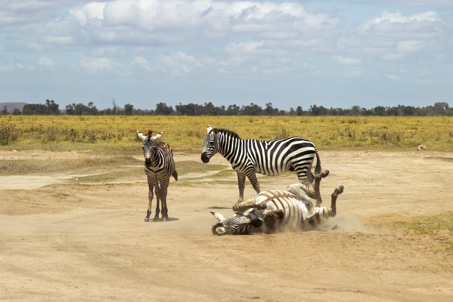 A zebra rolls in the dirt, possibly to relieve itching or remove parasites, while others watch in Amboseli National Park, Kenya.