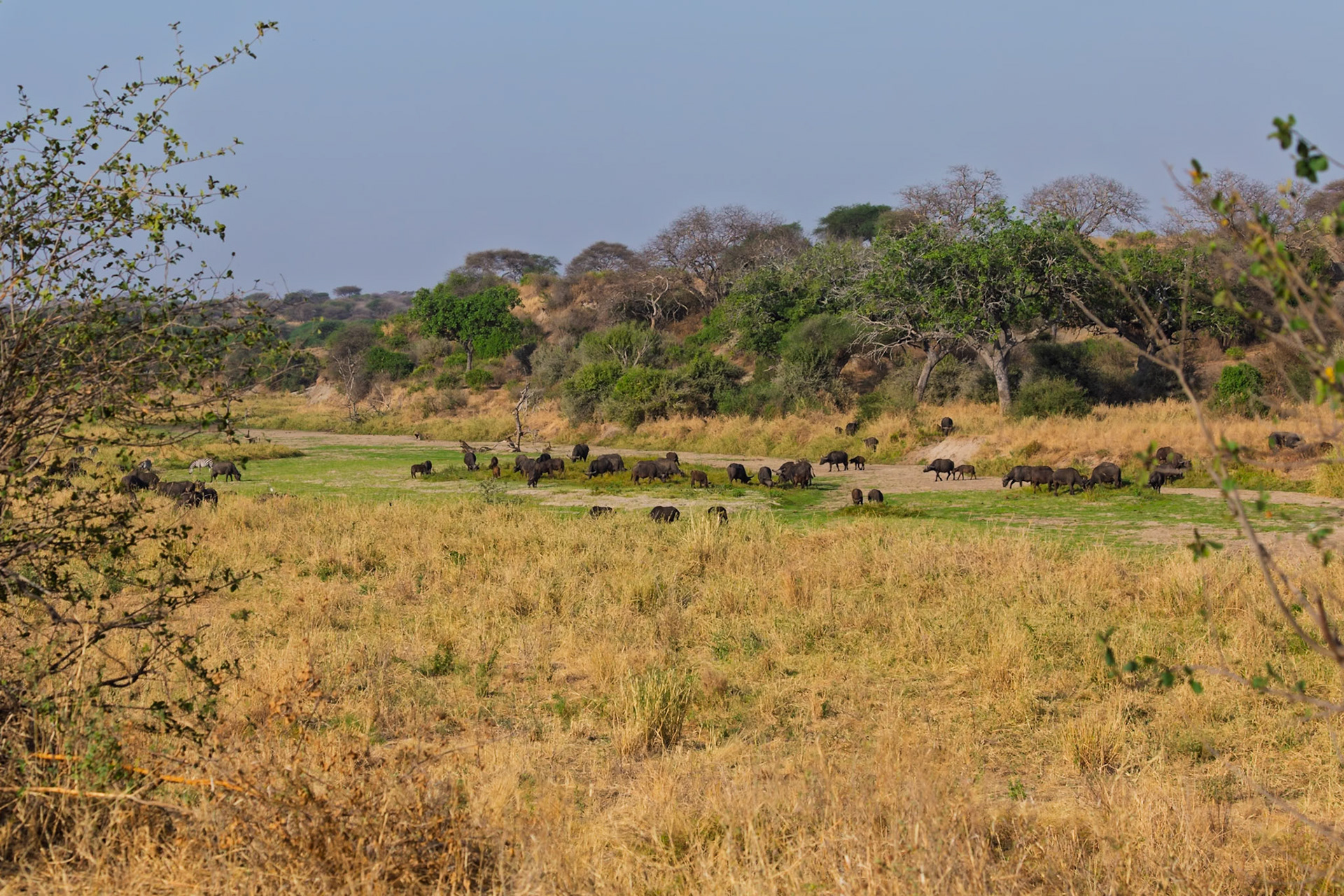A herd of Cape Buffalo graze in Tarangire National Park, Tanzania, seeking sustenance in the dry landscape.