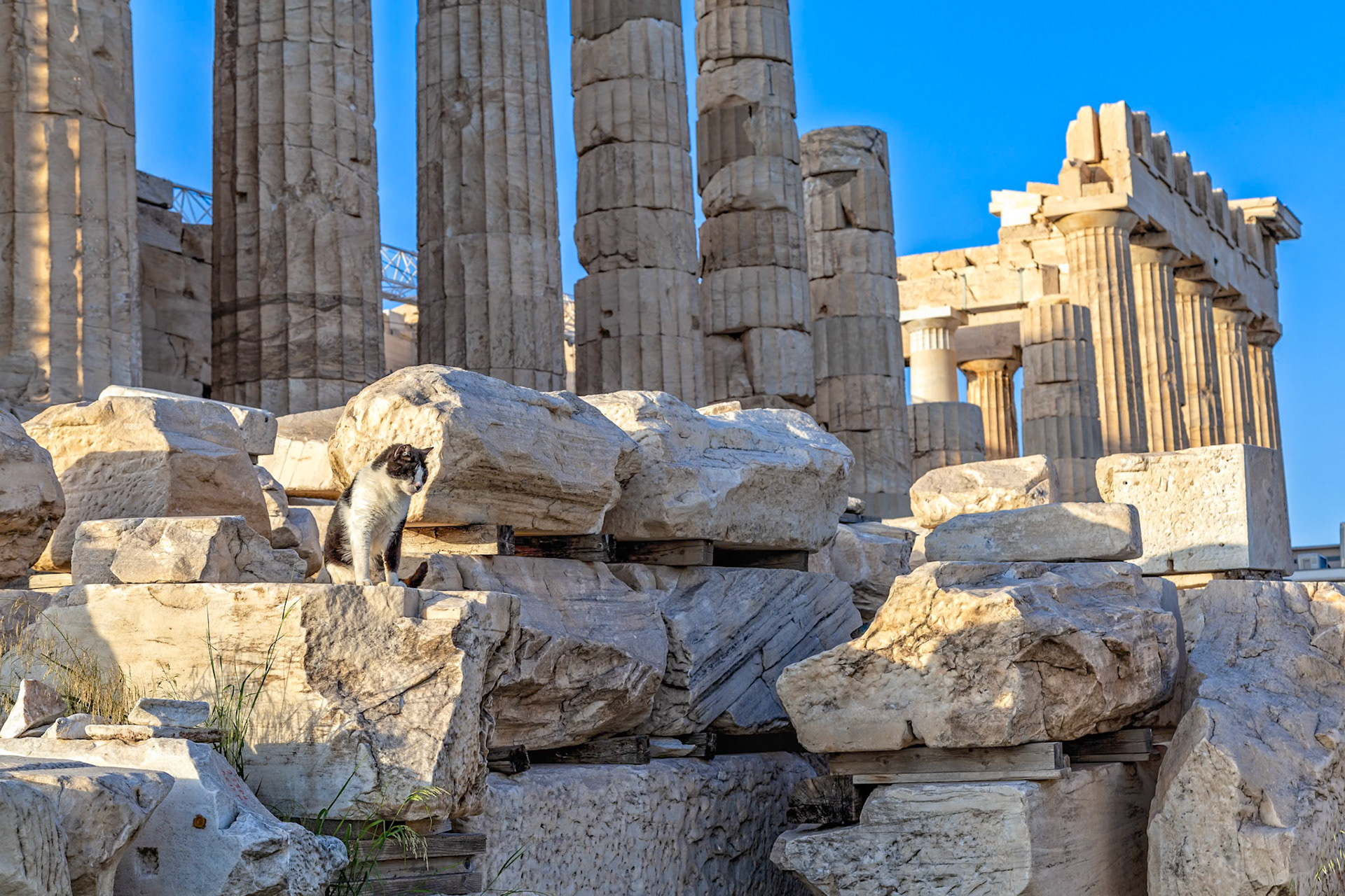 Acropolis, Athens, Greece - May 23rd 2018: A black and white cat sits among the ruins of the Acropolis, likely a stray cat that lives in the area.
