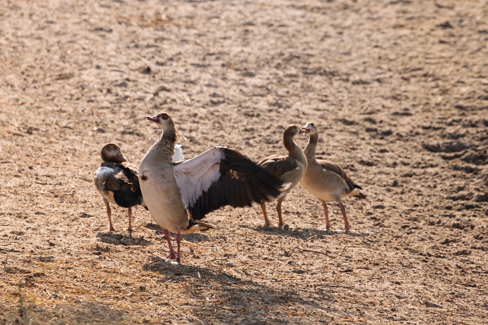 Egyptian Geese in Tarangire National Park, Tanzania. One spreads its wings, possibly stretching or displaying, while others stand nearby.