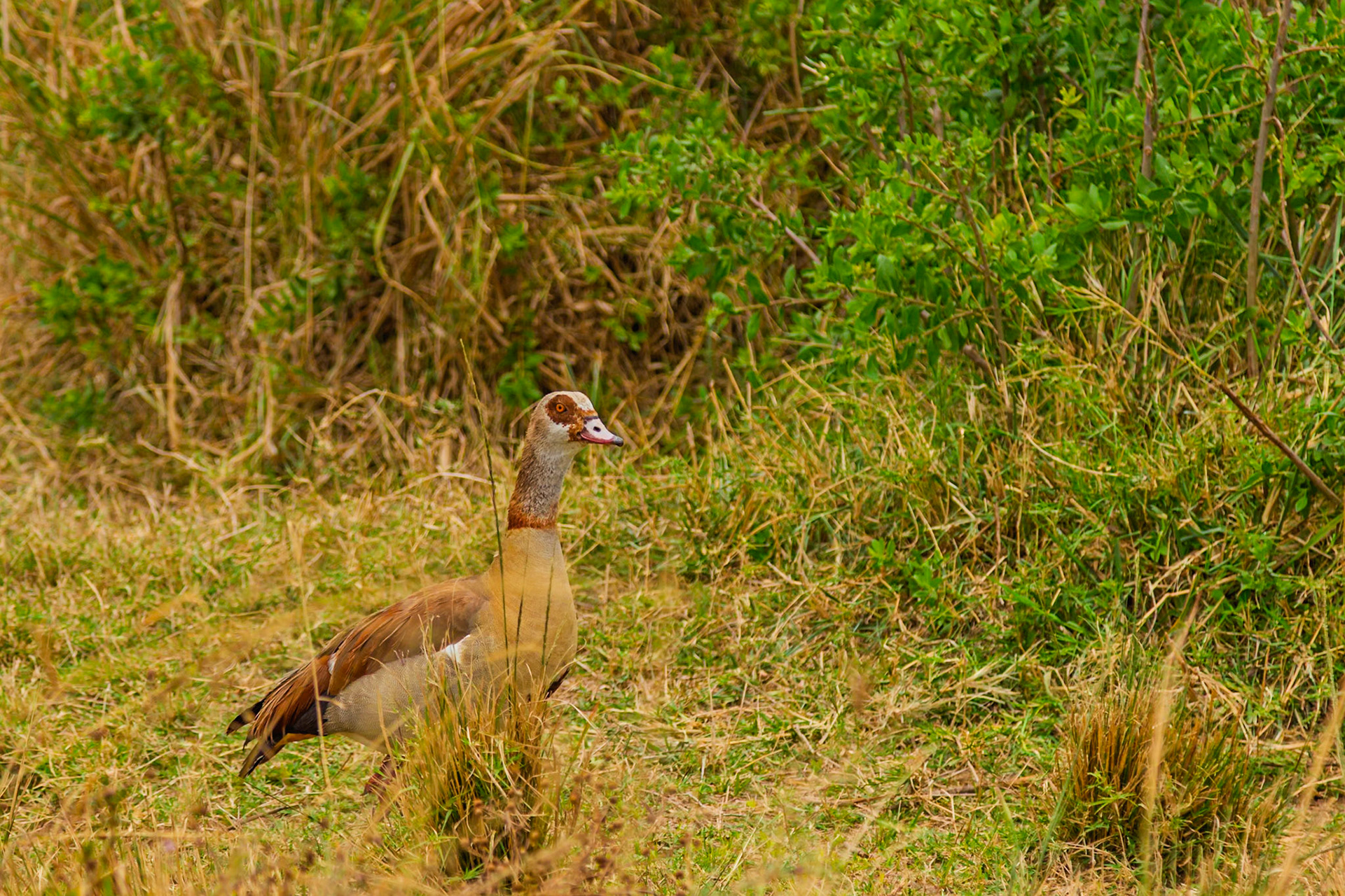 An Egyptian goose stands in the grass in Serengeti National Park, Tanzania, foraging for food.