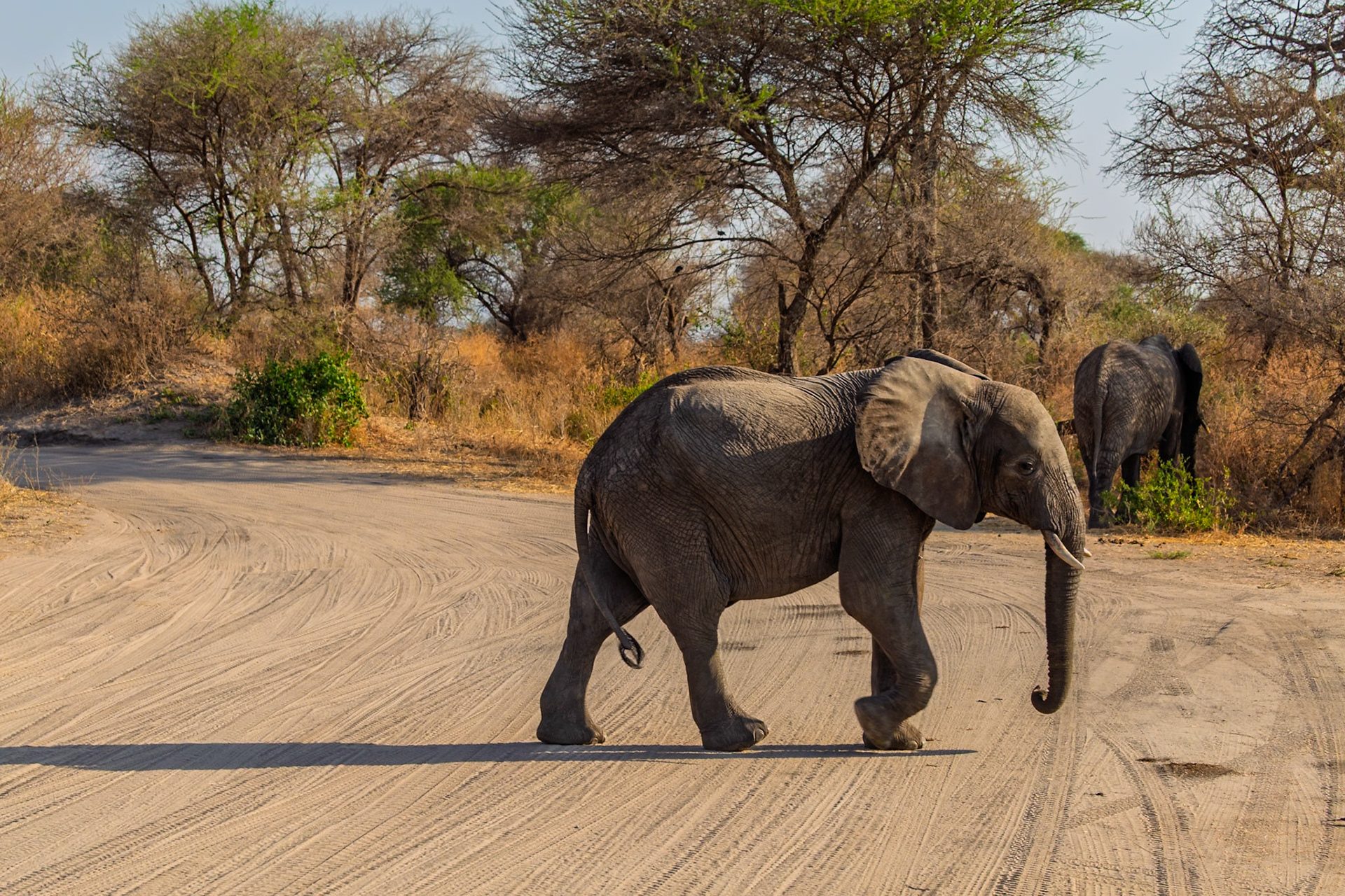 Two elephants cross a dirt road in Tarangire National Park, Tanzania, likely searching for food or water.