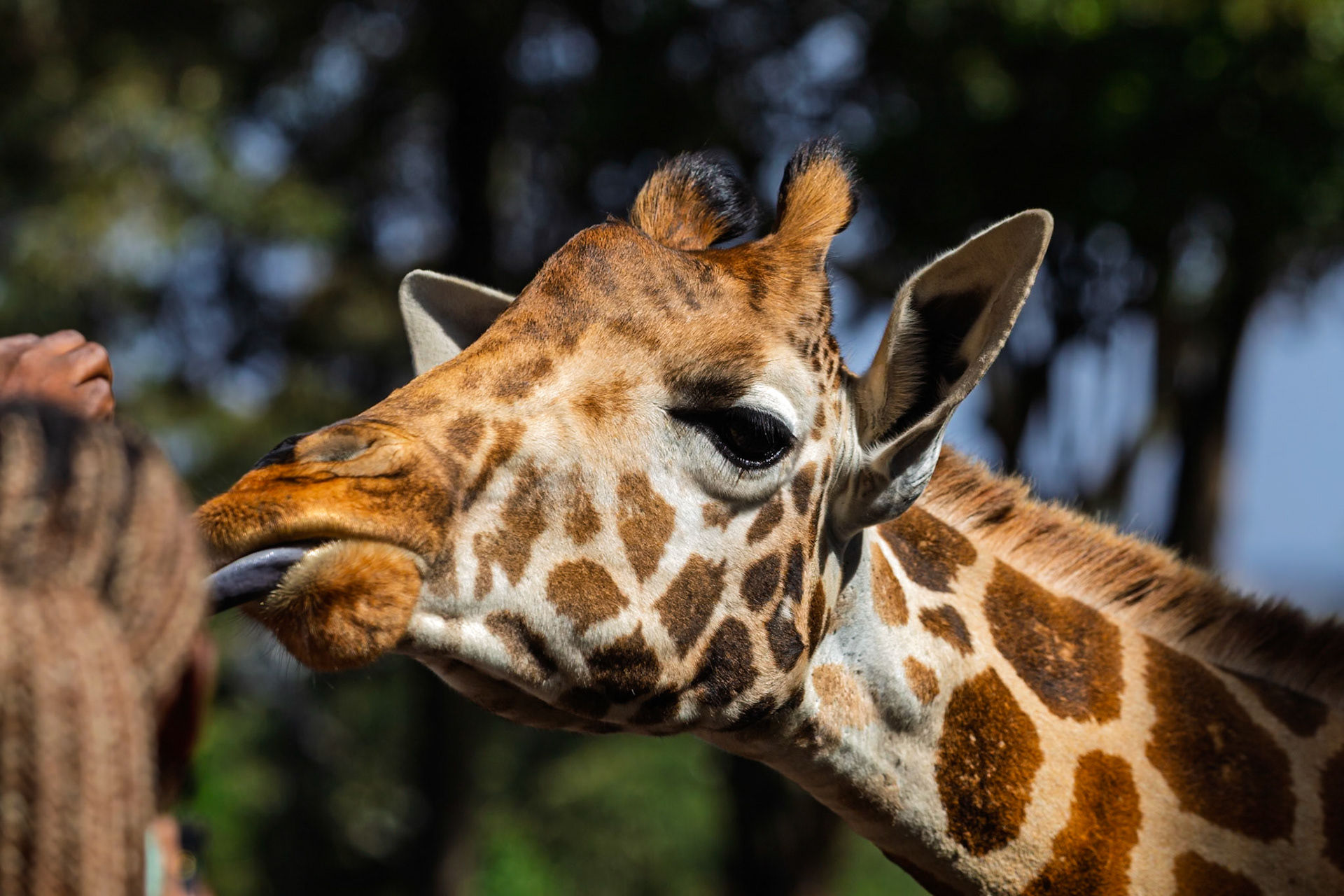 A giraffe at Giraffe Center, Kenya, extends its tongue to receive food from a visitor, showcasing wildlife interaction.