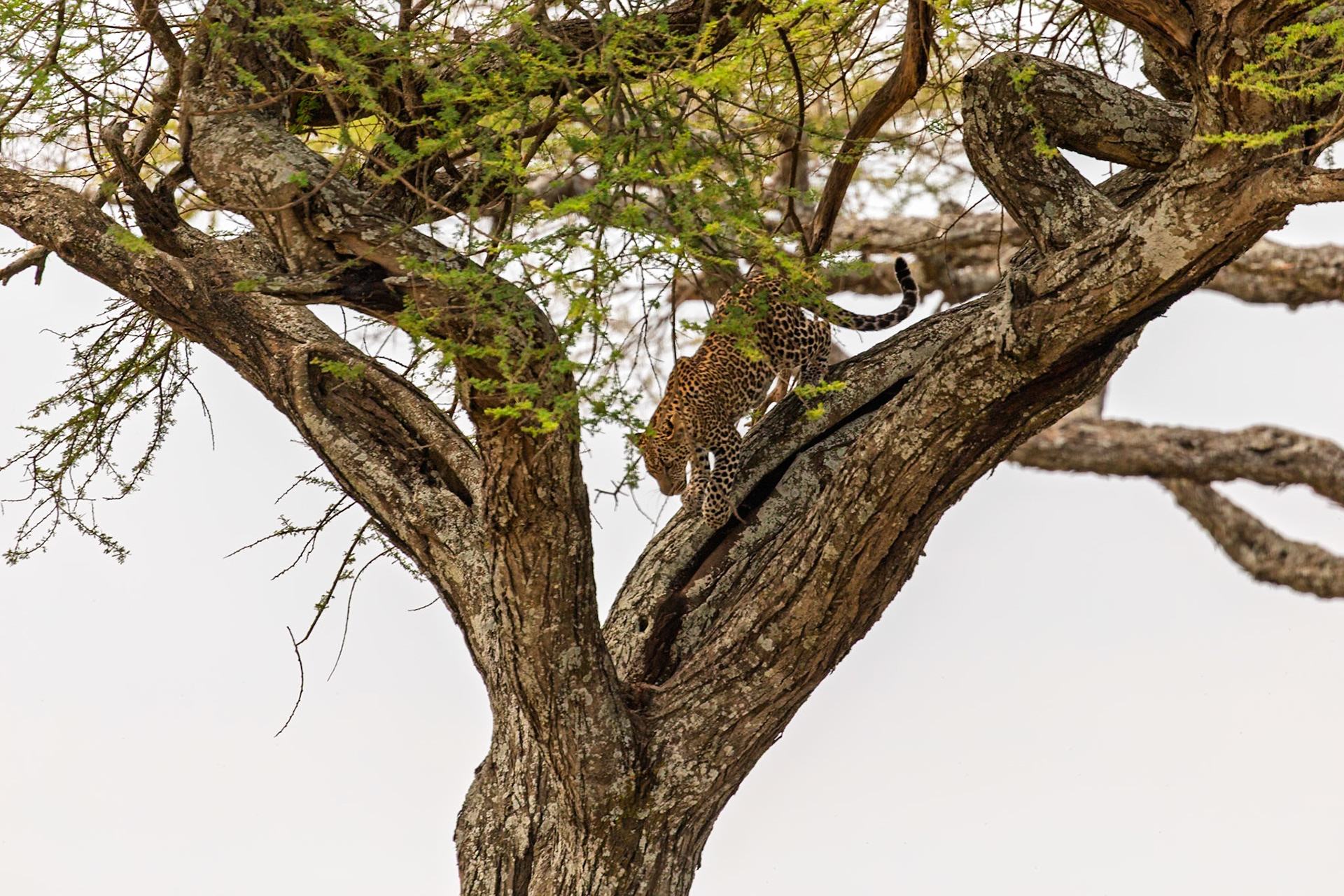 A leopard descends from its treetop perch in Serengeti National Park, Tanzania. These big cats are agile climbers, using trees for safety.