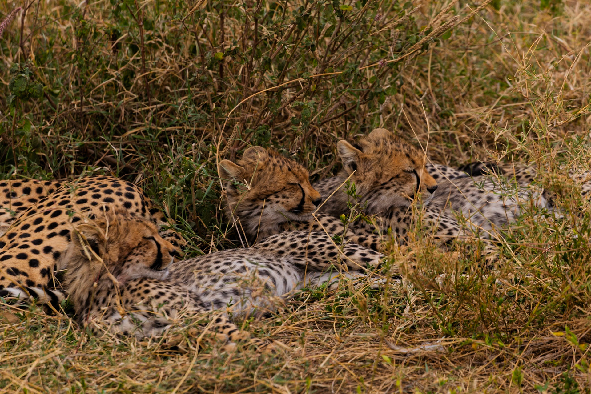 A cheetah mom and her cubs are resting in the grass in Serengeti National Park, Tanzania.