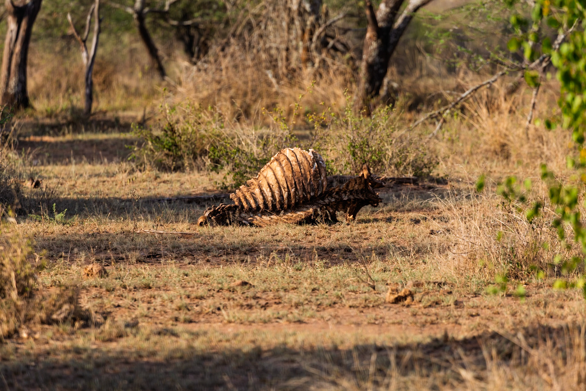 A jackal scavenges a carcass in Tanzania's Serengeti National Park, playing its role in the ecosystem's cycle of life and death.