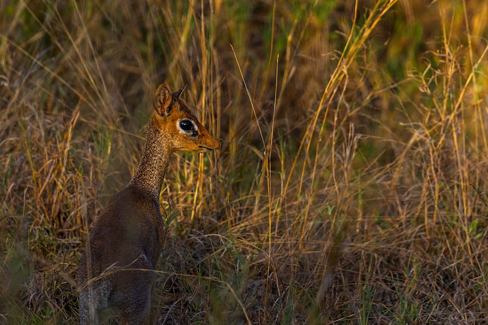 A Dik-dik stands alert in the tall grasses of Tanzania's Serengeti National Park, ever watchful for predators.