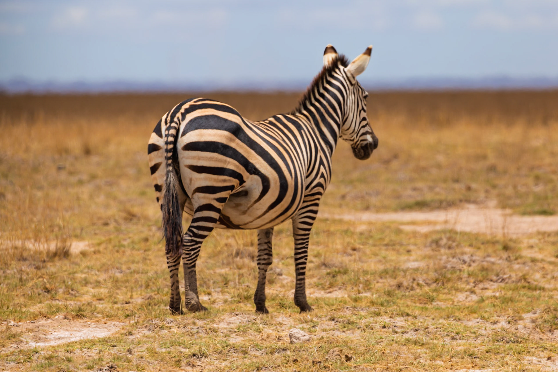 A zebra stands in Amboseli National Park, Kenya, grazing on the dry grasses of the savanna.