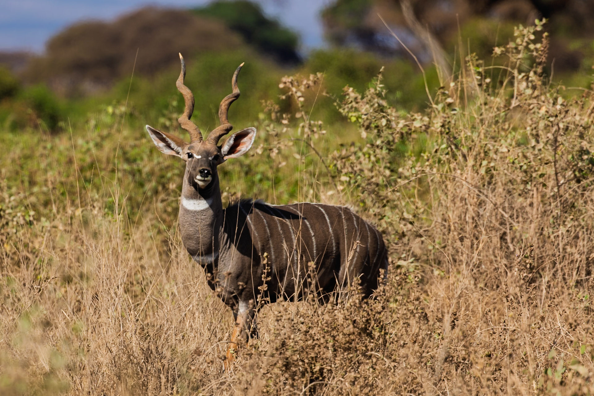 A male Kudu stands alert in Amboseli National Park, Kenya. The antelope is known for its impressive spiraled horns.