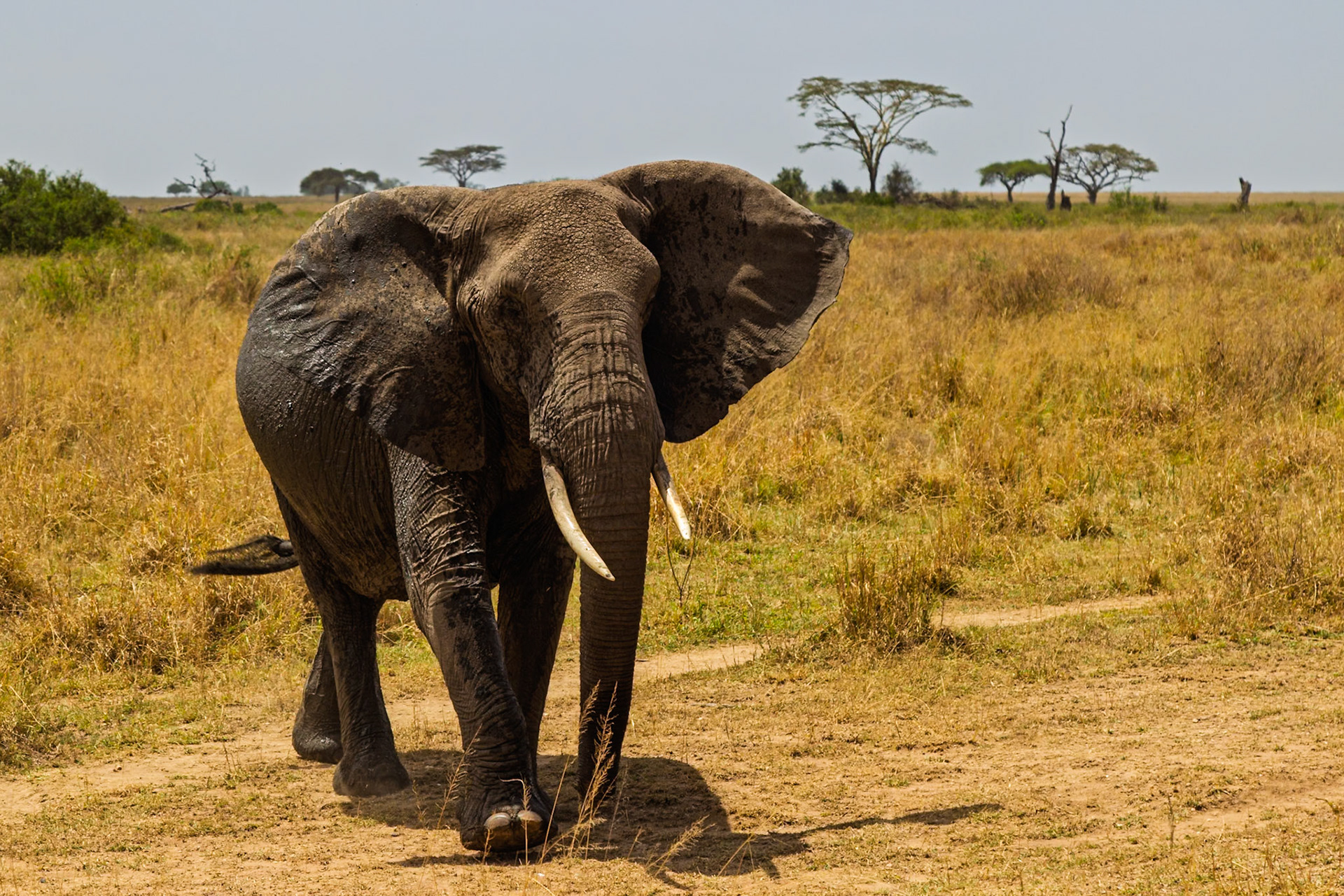 An elephant walks across the Serengeti National Park in Tanzania, likely searching for food or water.