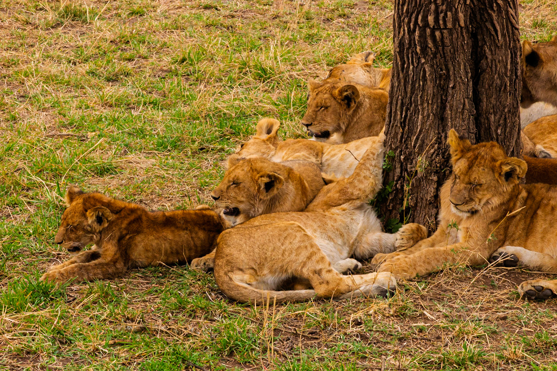 A pride of lions rests in the shade of a tree in Tanzania's Serengeti National Park, seeking respite from the African sun.