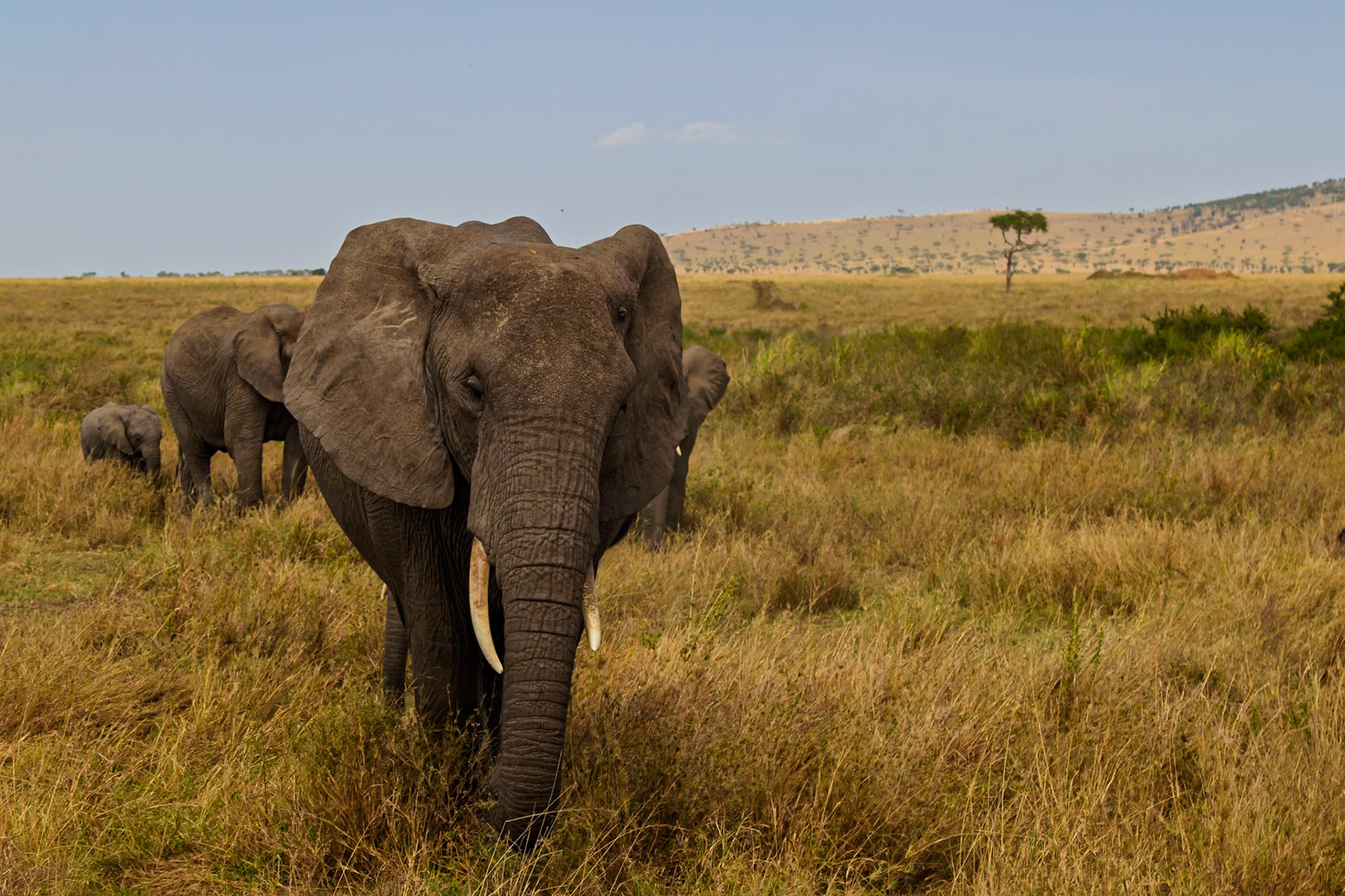 A family of elephants graze in the Serengeti National Park, Tanzania, enjoying the tall grasses.