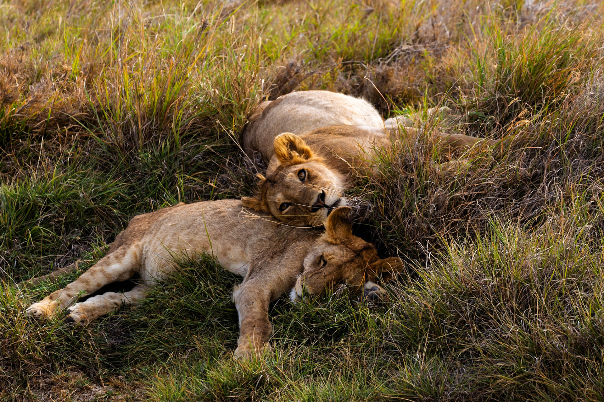 Two lions are resting in the grass in Serengeti National Park, Tanzania. They are likely resting to conserve energy.