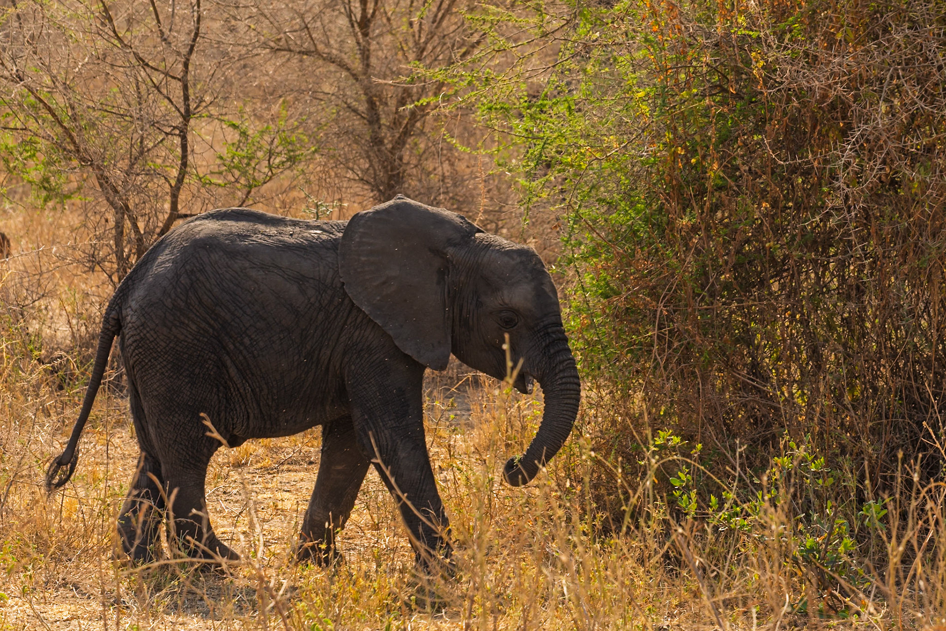 An elephant calf walks through the tall grasses of Tarangire National Park, Tanzania, likely searching for its mother or food.