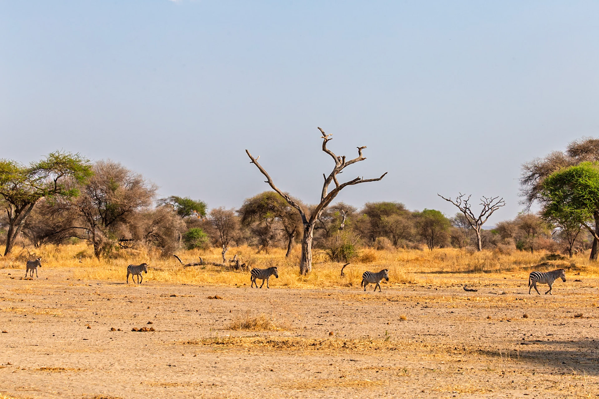 A dazzle of zebras traverse the arid landscape of Tarangire National Park, Tanzania, seeking sustenance under the African sun.