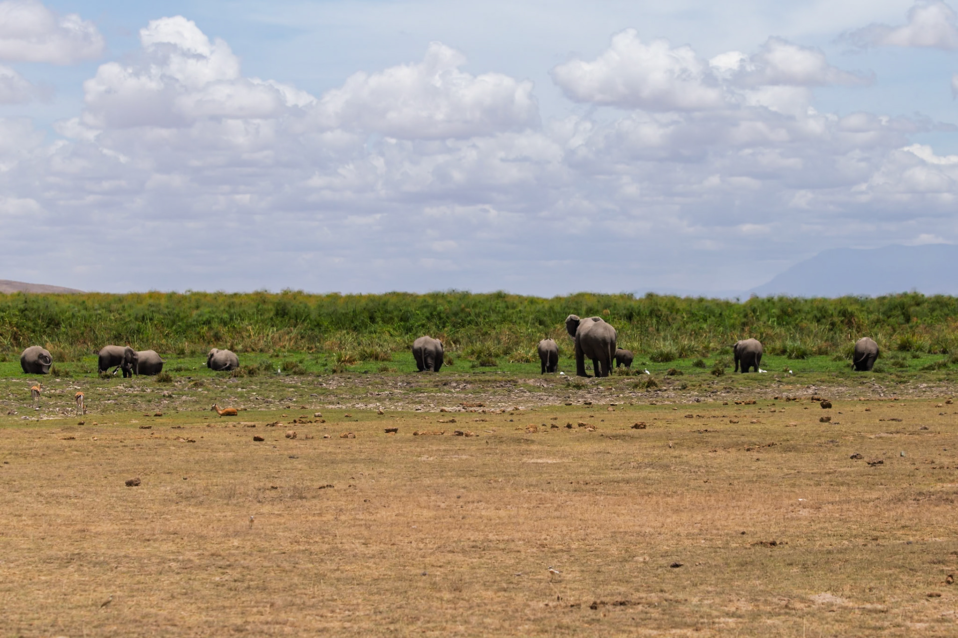A herd of elephants grazes in Amboseli National Park, Kenya, seeking sustenance in the lush grasses.