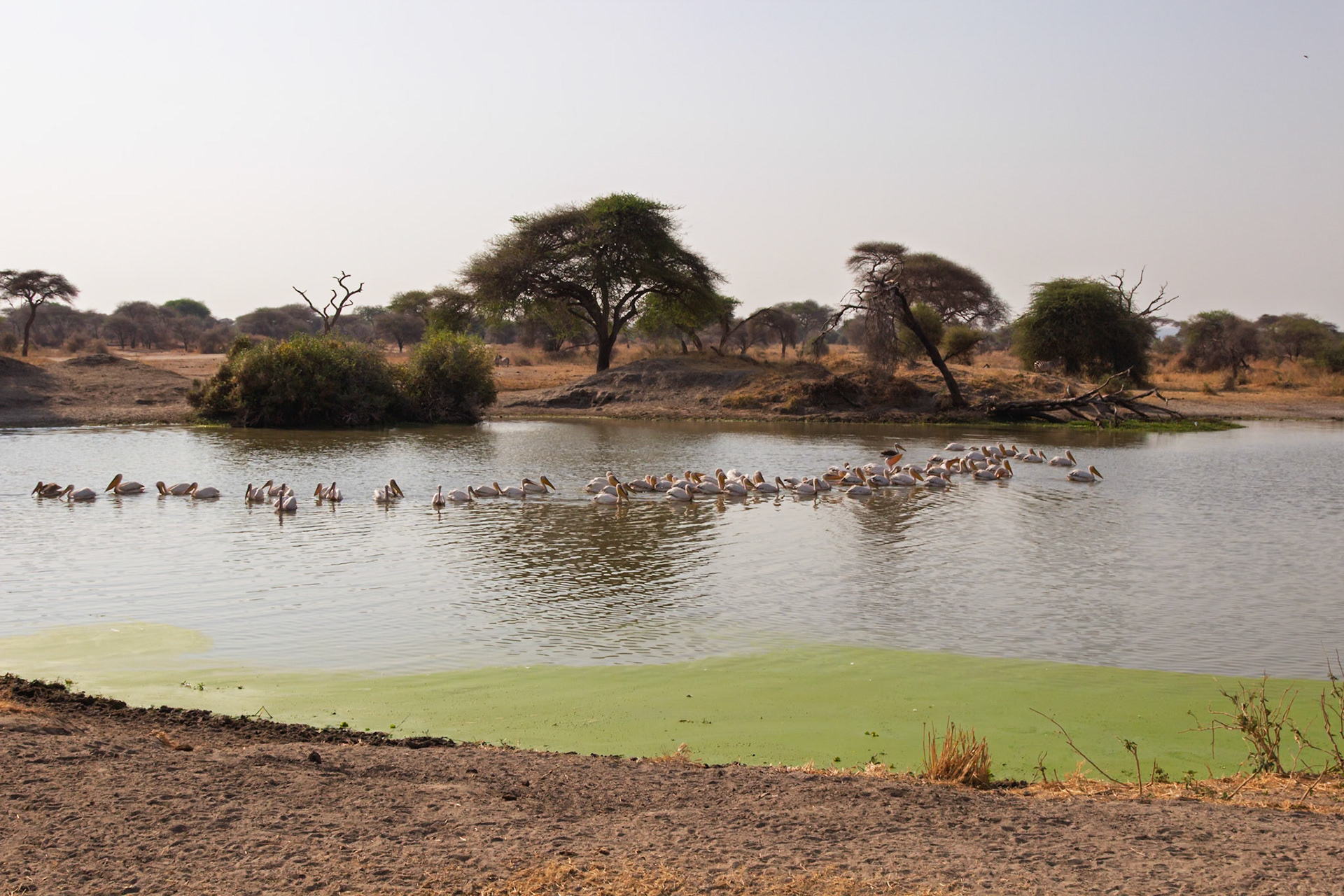 A large flock of pelicans swims in a line across a watering hole in Tarangire National Park, Tanzania, likely searching for food.