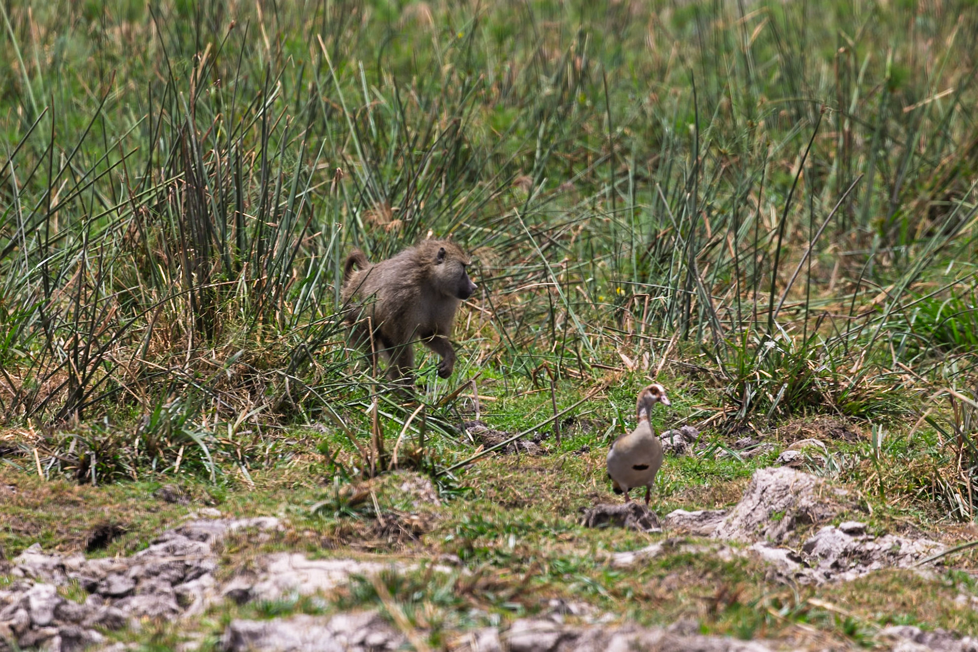 A baboon walks through the tall grass in Amboseli National Park, Kenya, while a goose stands nearby.