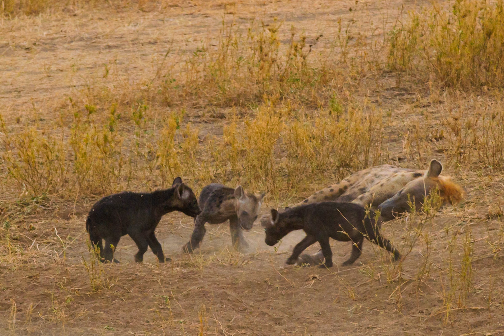 Hyena cubs play near a resting adult in Tanzania's Serengeti National Park. The youngsters are likely honing social skills.