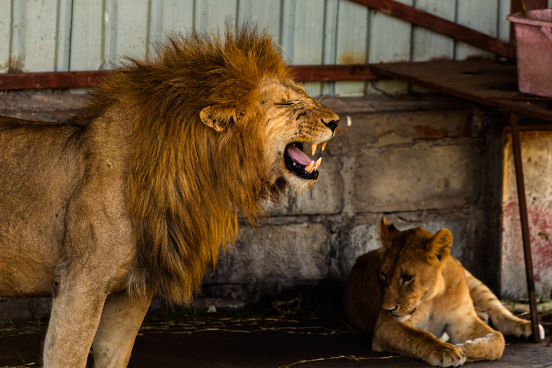 A male lion roars near a resting lioness in Tanzania's Serengeti National Park. The male's display might be for dominance or communication.