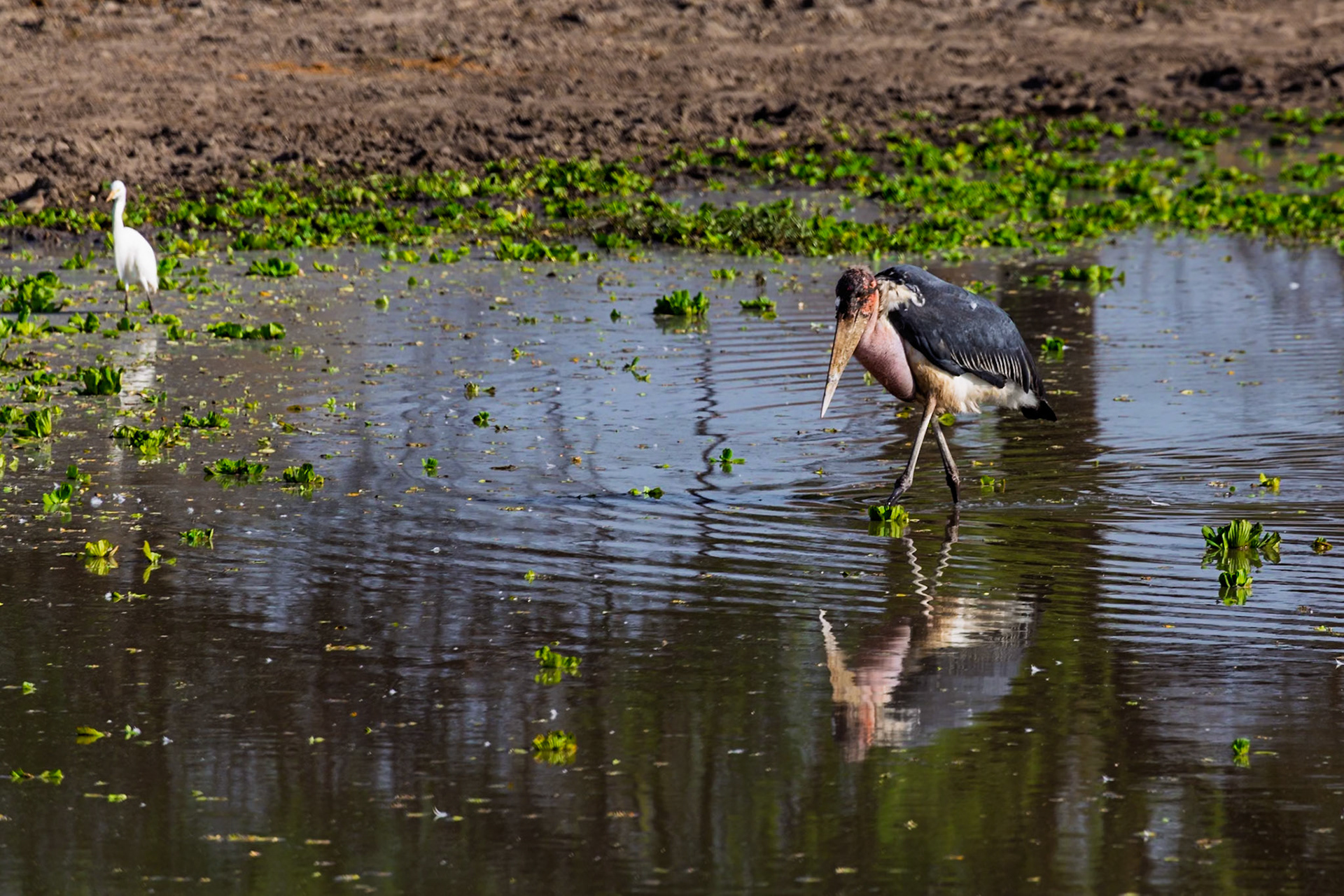 A Marabou Stork wades in the water, possibly searching for food, while an egret stands nearby in Tarangire National Park, Tanzania.