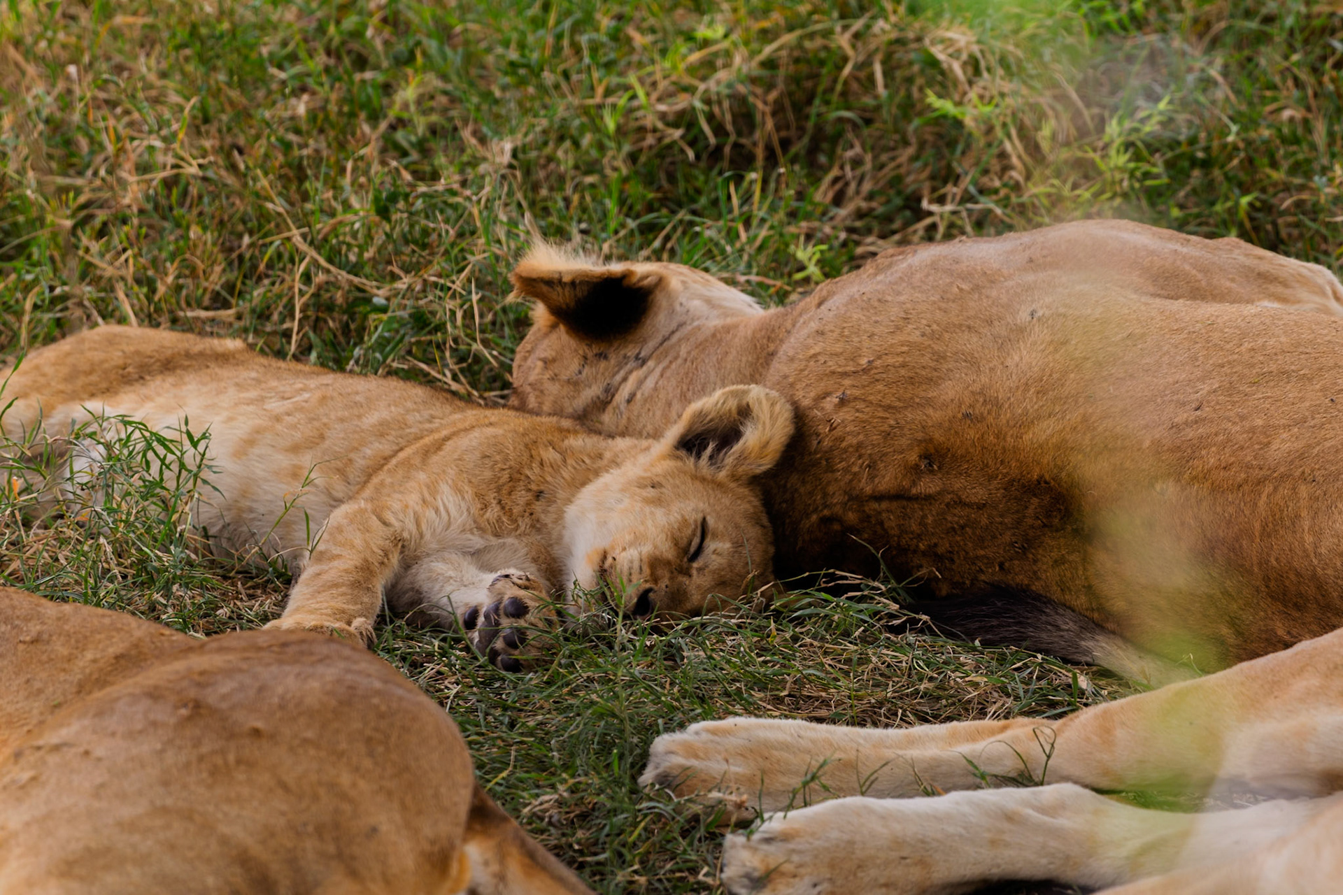 A lioness and her cub are sleeping in the grass in Serengeti National Park, Tanzania. They are resting after a long day.