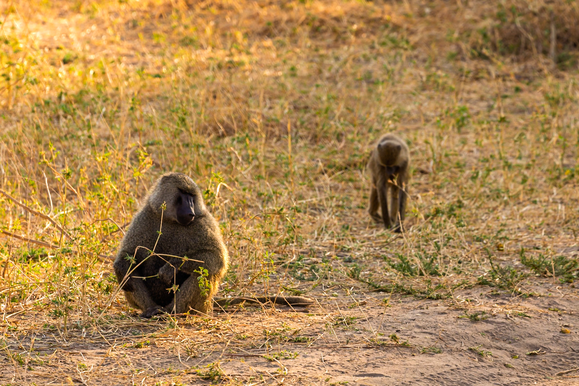 A baboon sits in Tarangire National Park, Tanzania, while another walks in the background. They are foraging for food.