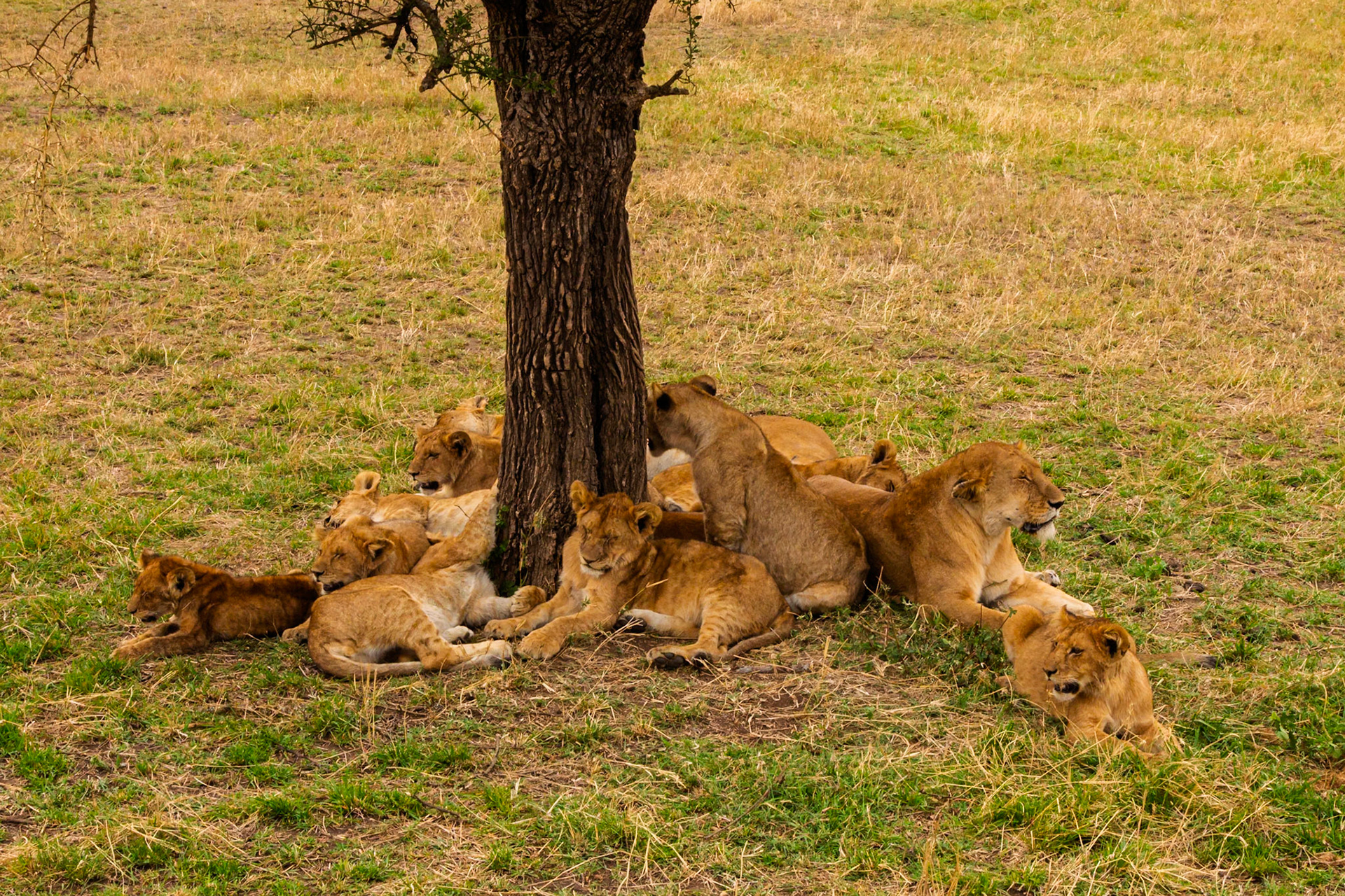 A pride of lions rests in the shade of a tree in Tanzania's Serengeti National Park, seeking respite from the heat.