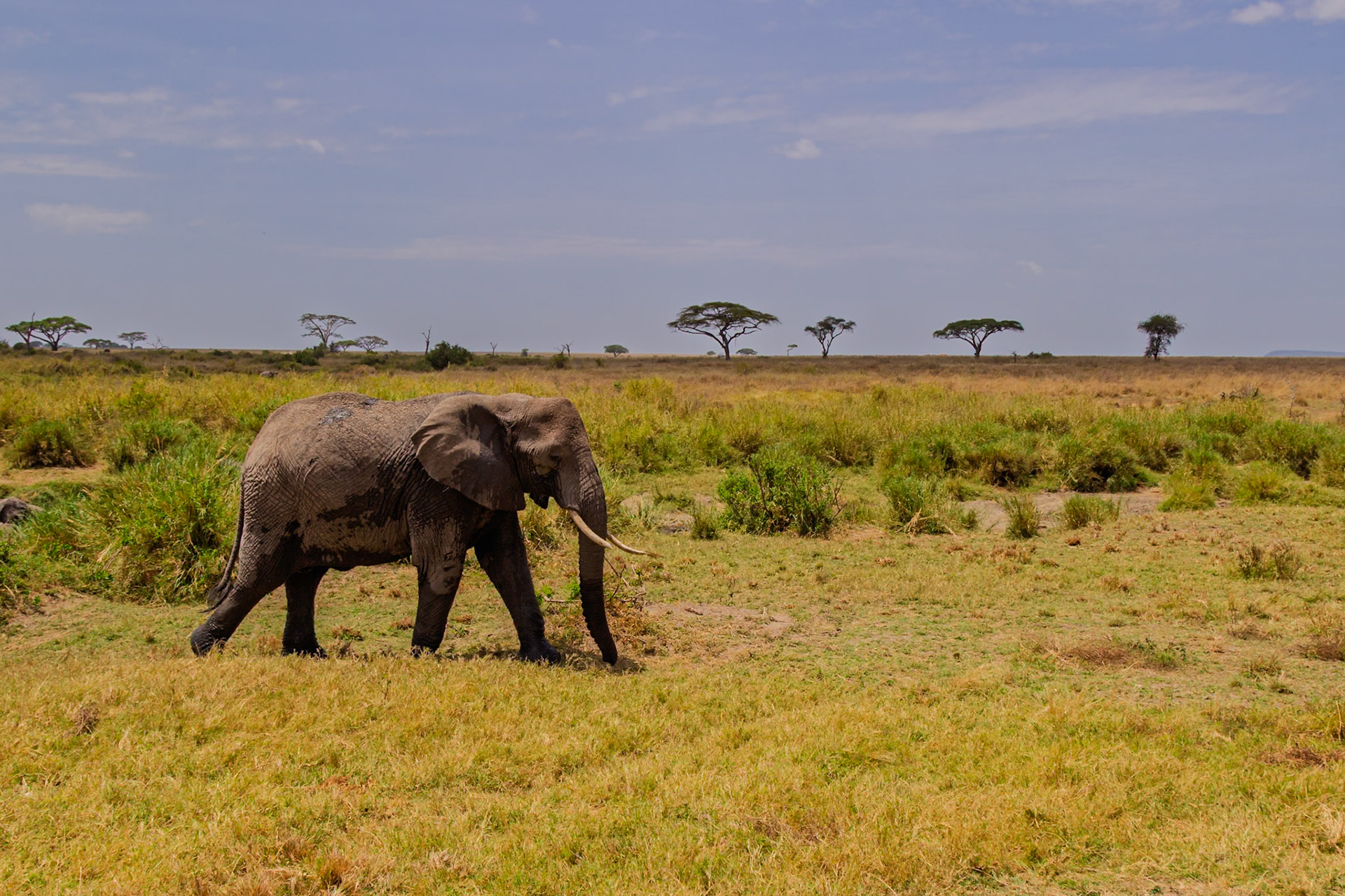 An elephant walks through the Serengeti National Park in Tanzania, likely searching for food or water.