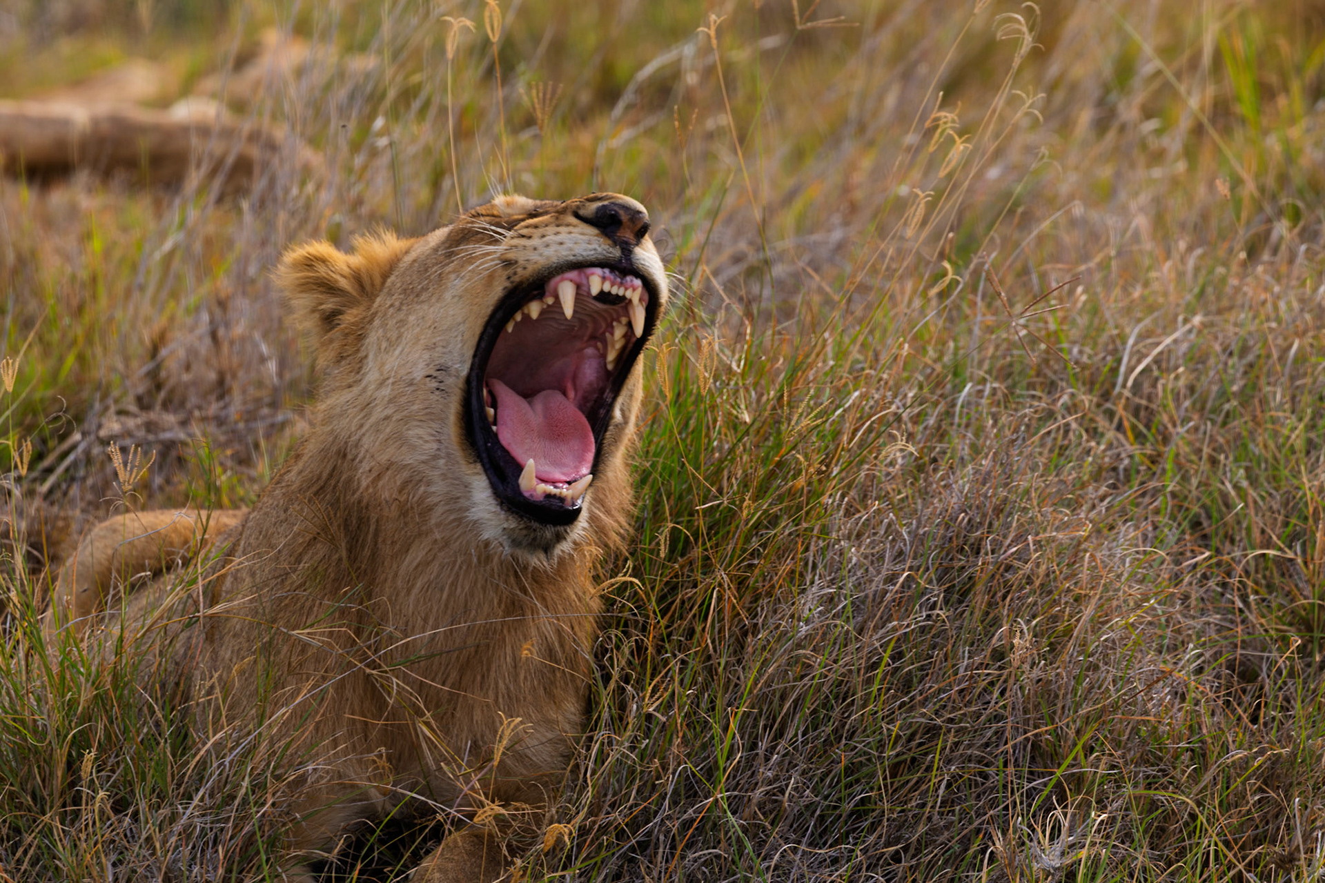 A lion yawns in Serengeti National Park, Tanzania. The big cat is resting in the tall grass.