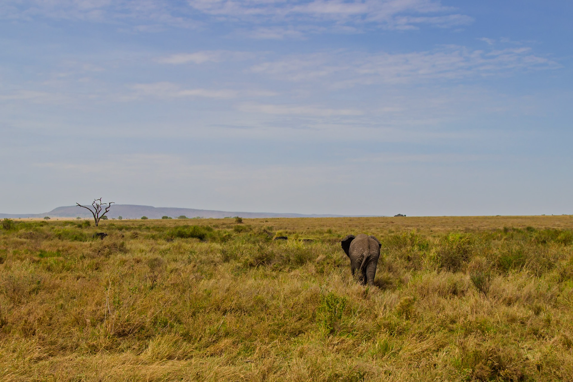 An elephant walks through the Serengeti National Park in Tanzania, foraging for food.