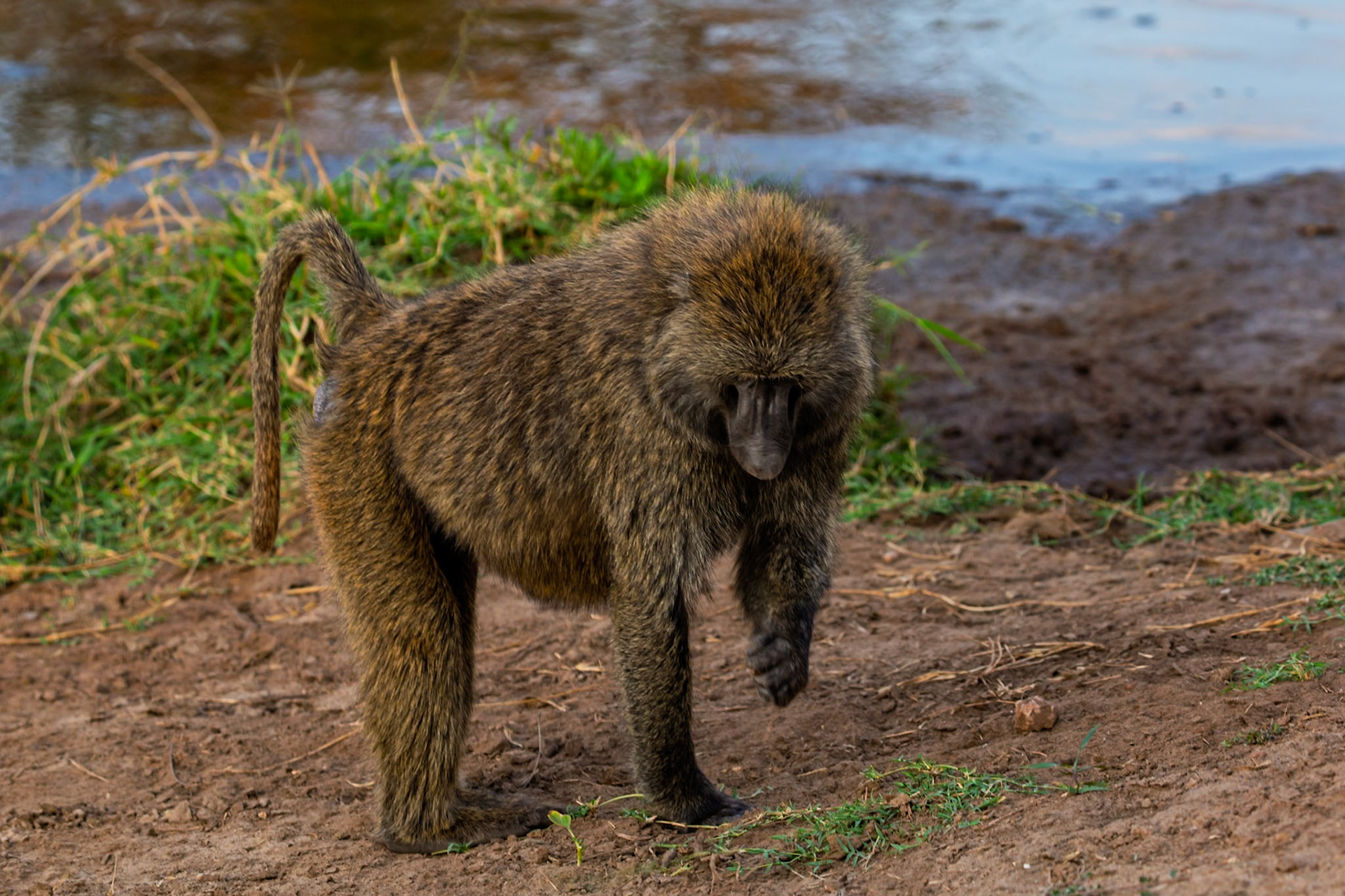 A baboon walks near the water's edge in Tanzania's Serengeti National Park, foraging for food.