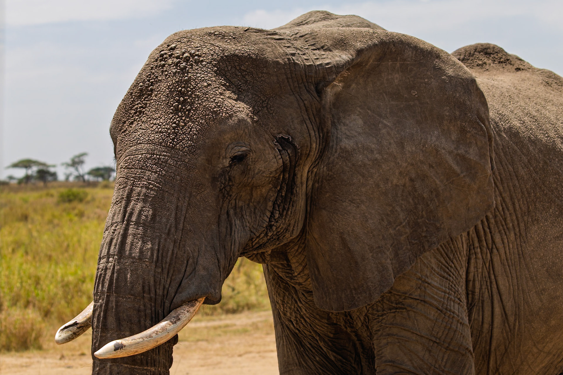 An elephant is standing in the Serengeti National Park, Tanzania. It is eating to survive in the wild.