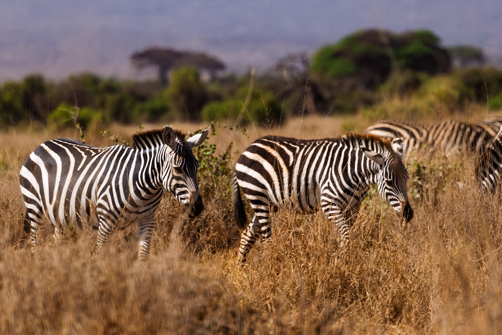 Zebras graze in Amboseli National Park, Kenya. They are eating the tall grasses that grow in the park.