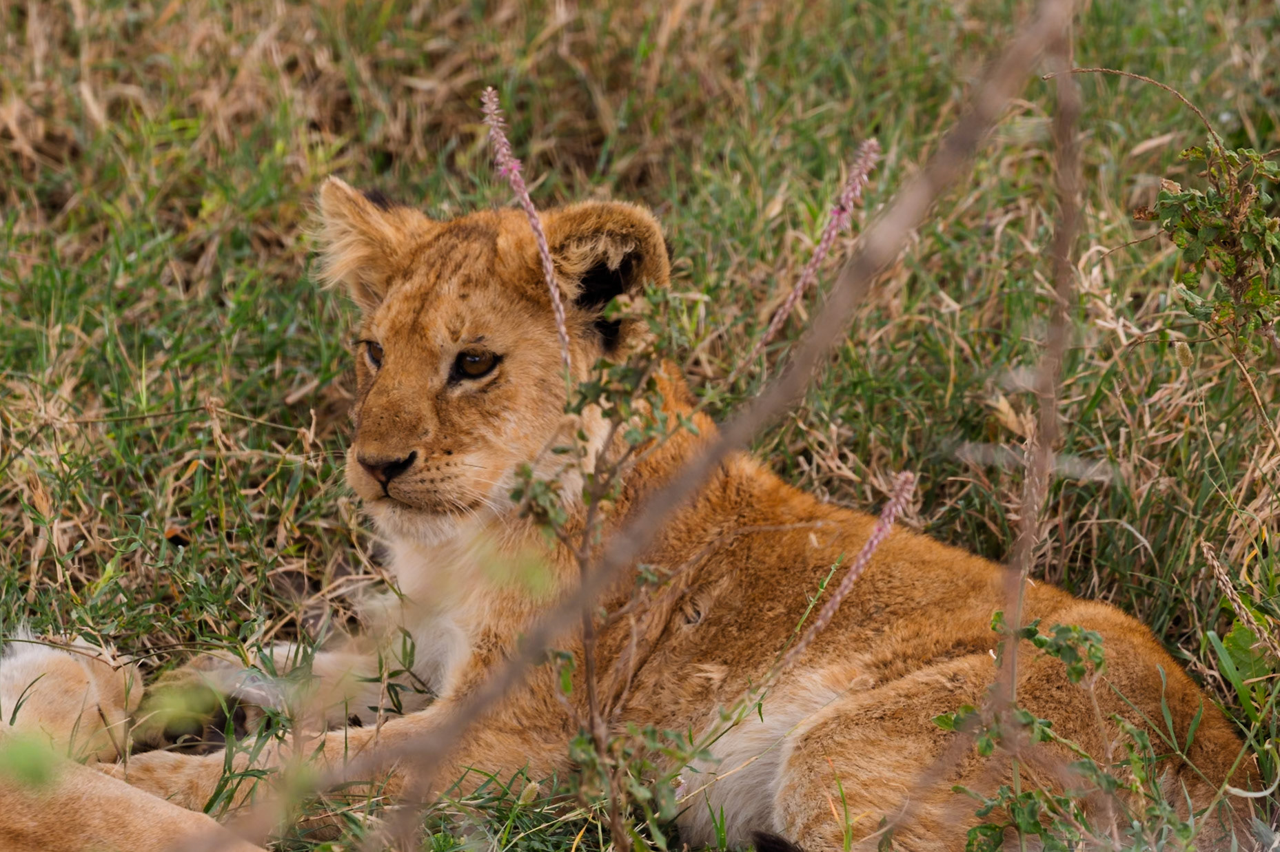 A lion cub rests in the grass in Serengeti National Park, Tanzania, seeking shade and respite from the African sun.