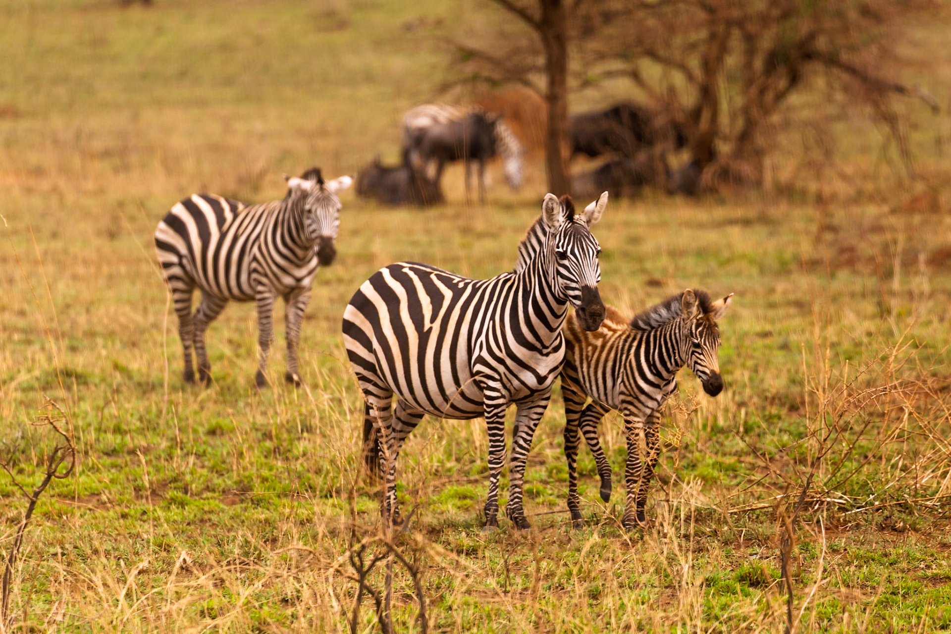 A zebra mother and her foal graze in Serengeti National Park, Tanzania, with other zebras and wildebeest nearby.